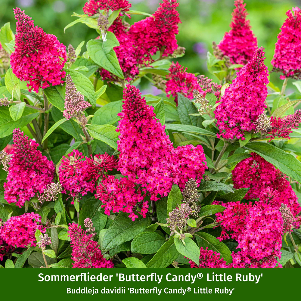 Sommerflieder®, 3 Pflanzen - Image 3