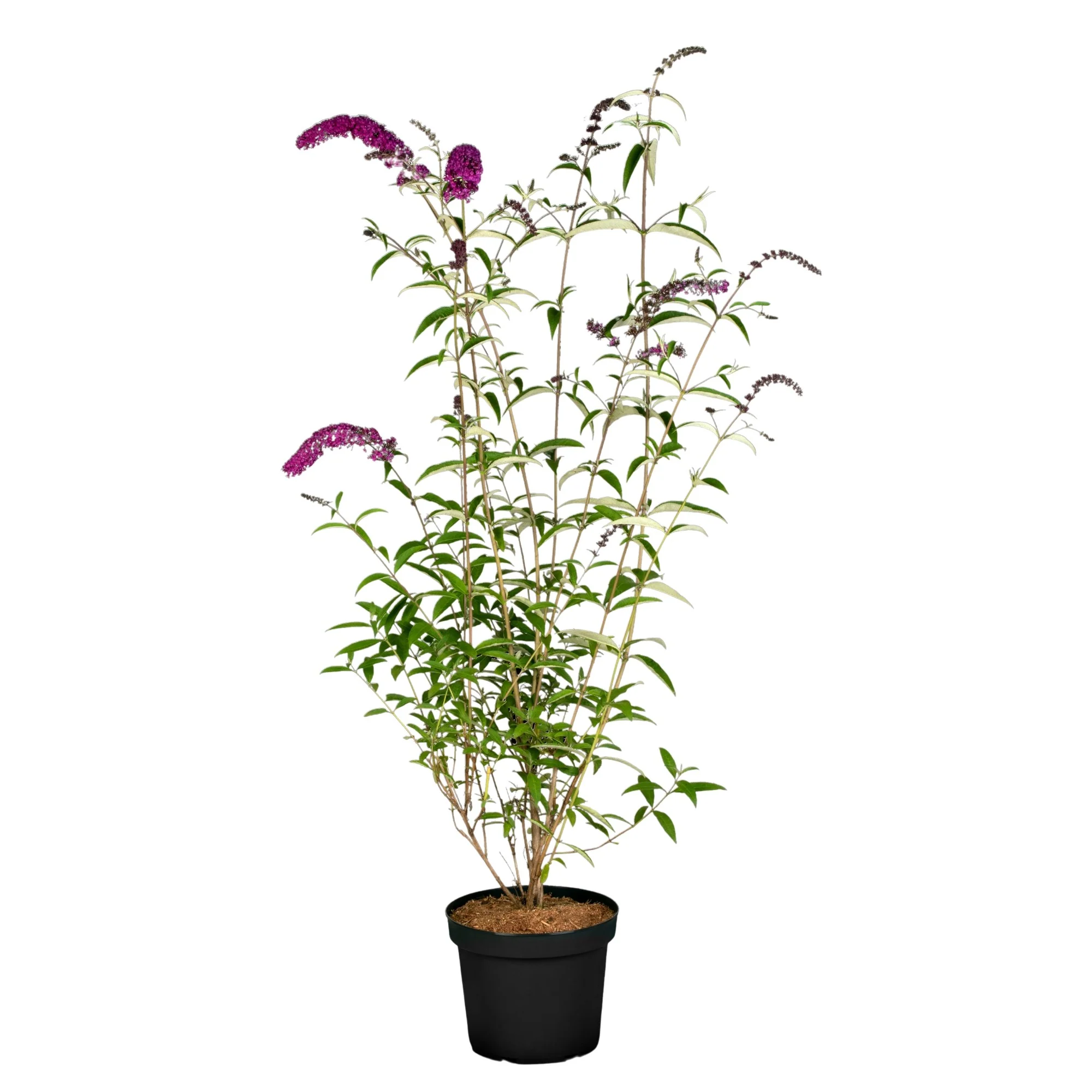 Sommerflieder 'Royal Red' - Image 2