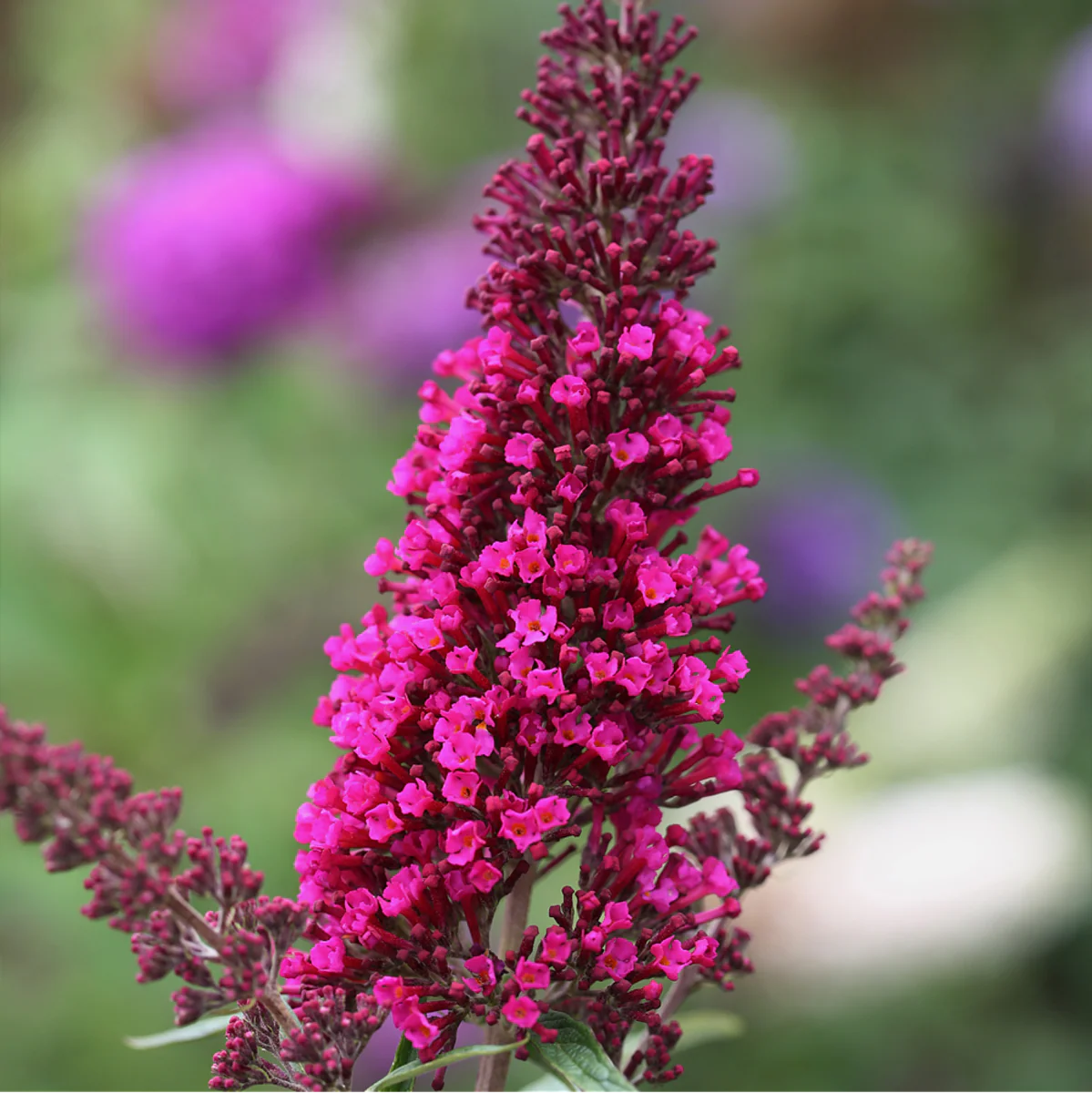 Sommerflieder 'Royal Red' - Image 4