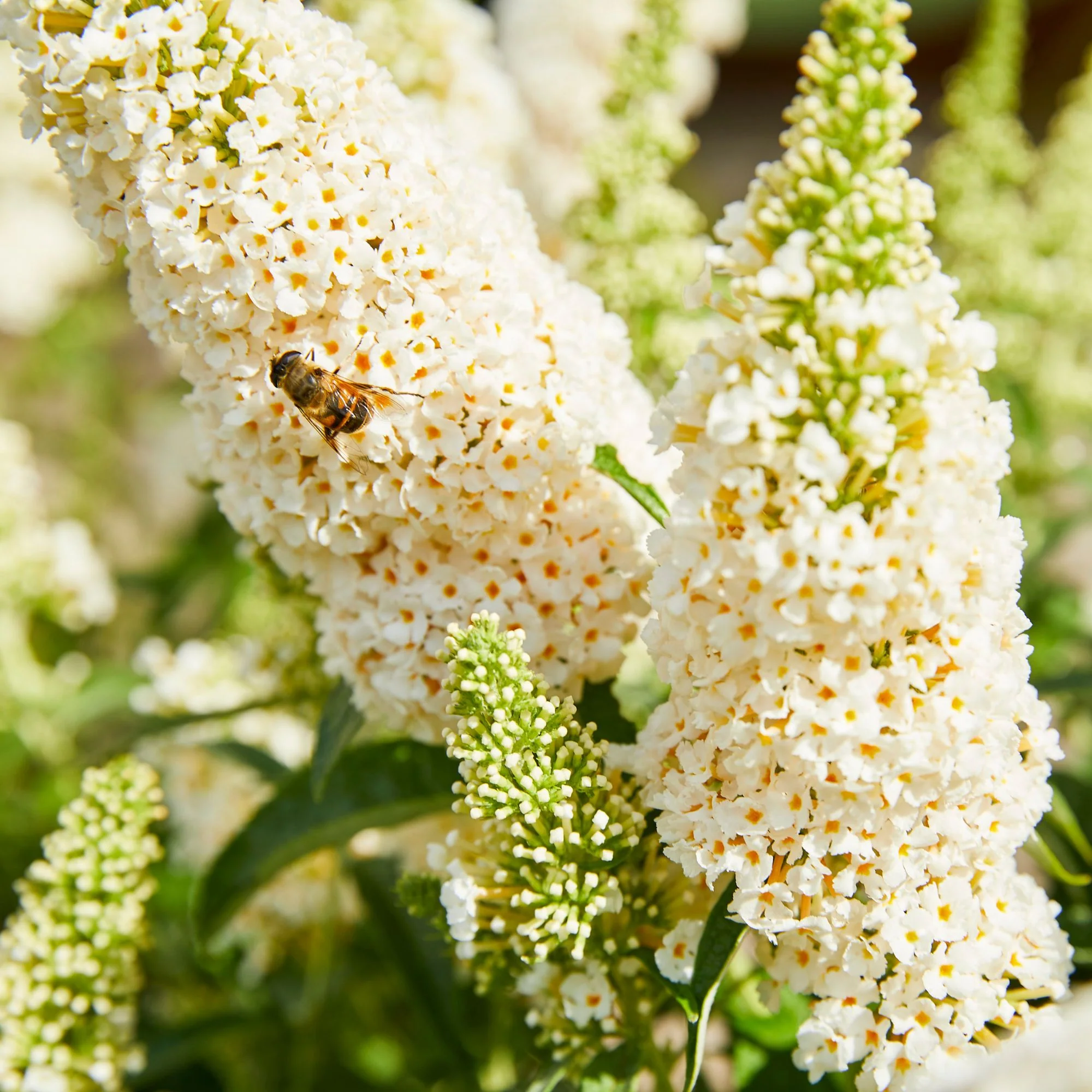 Sommerflieder 'Summer Kids® Marie'