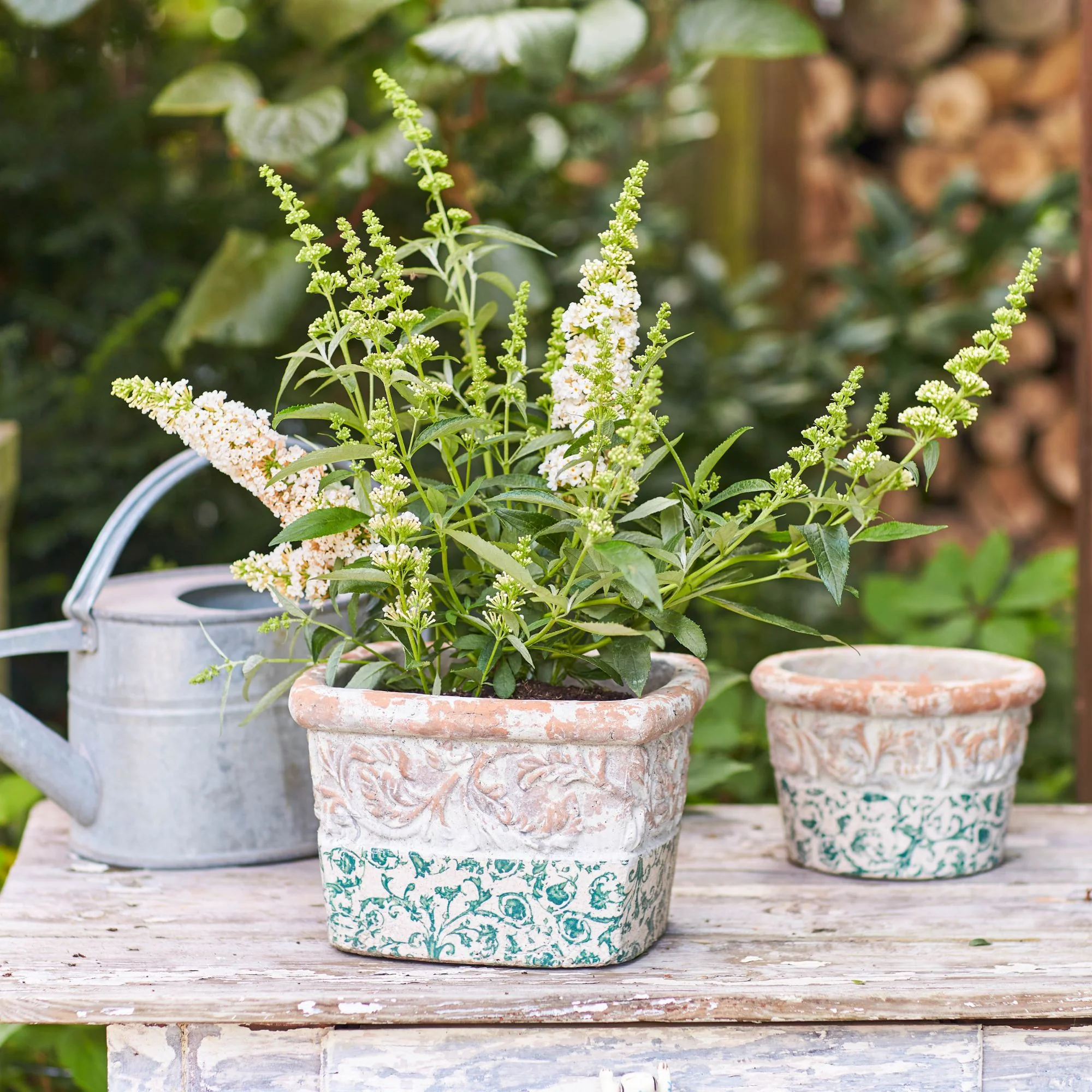 Sommerflieder 'Summer Kids® Marie' - Image 3