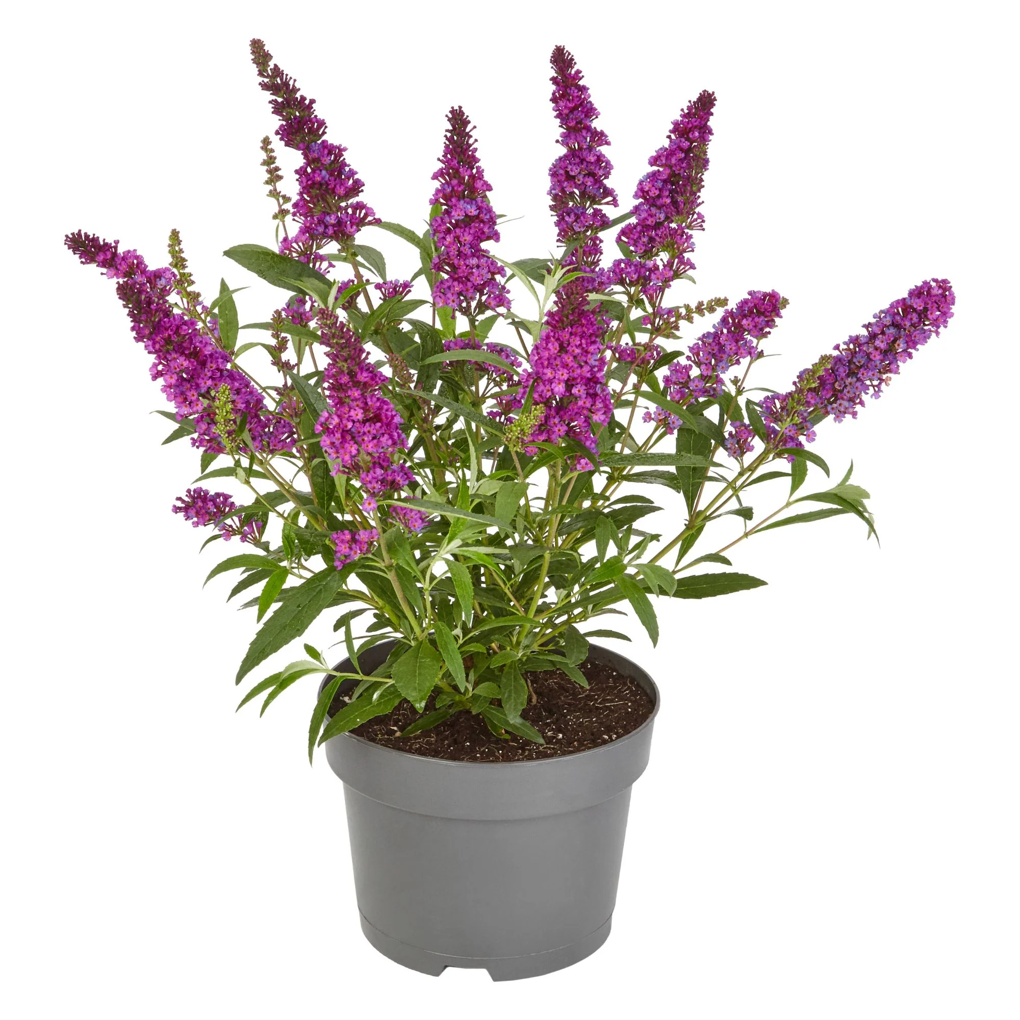 Sommerflieder 'Summer Kids® Romy' - Image 2