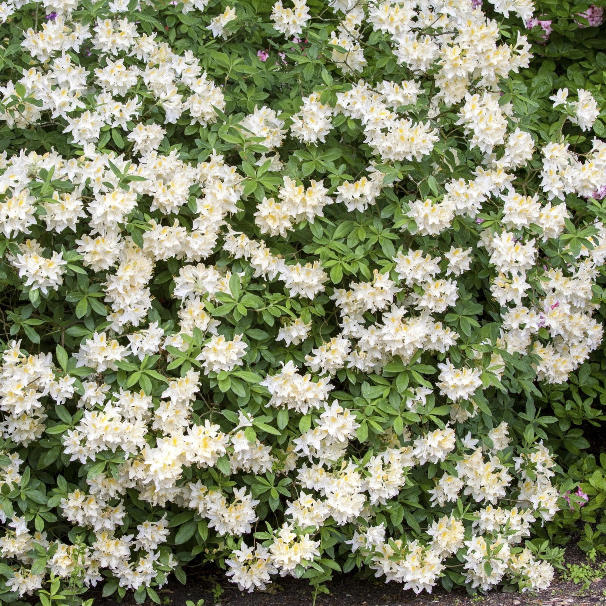 Sommergrüne Azalee 'Daviesii' - Image 2