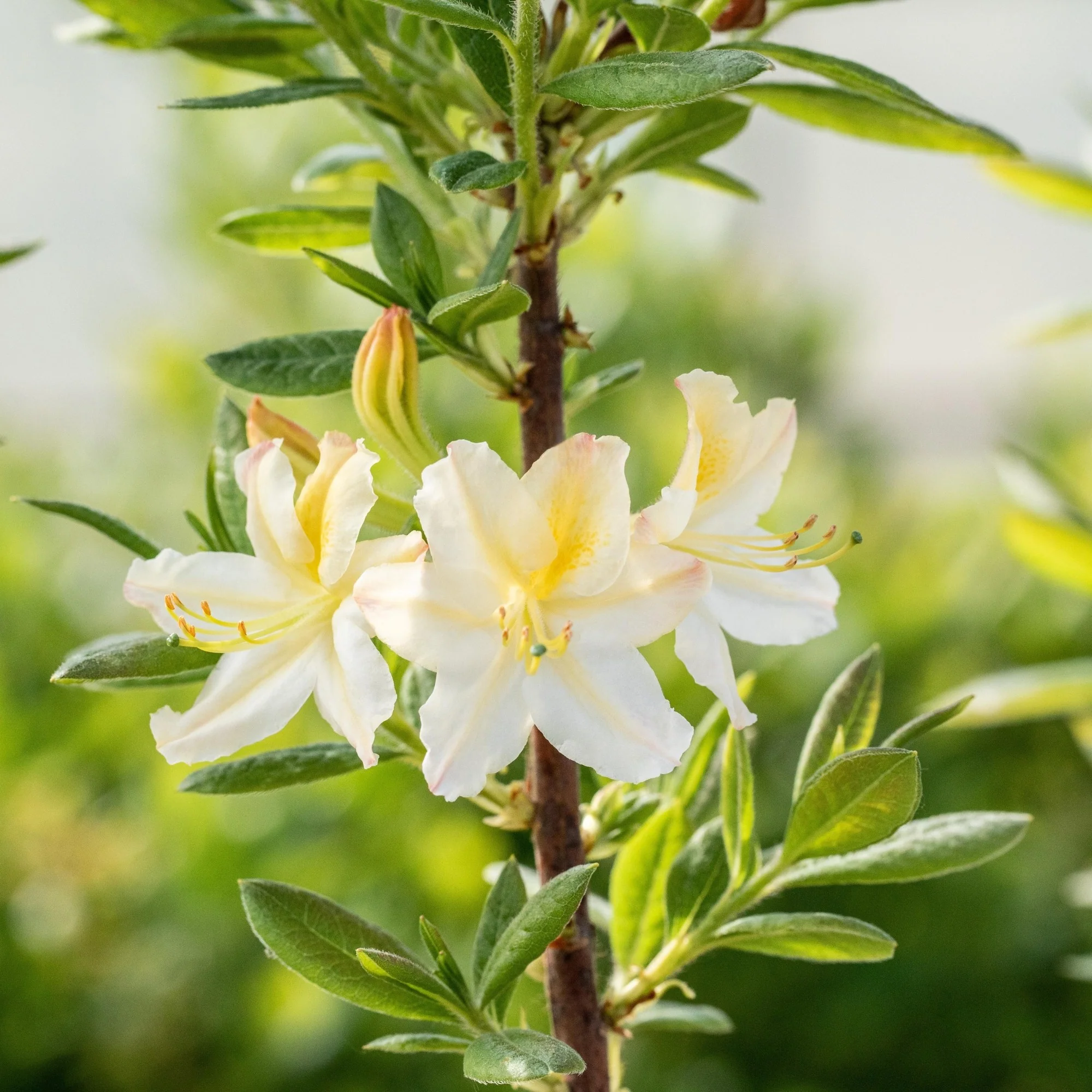 Sommergrüne Azalee 'Daviesii' - Image 3