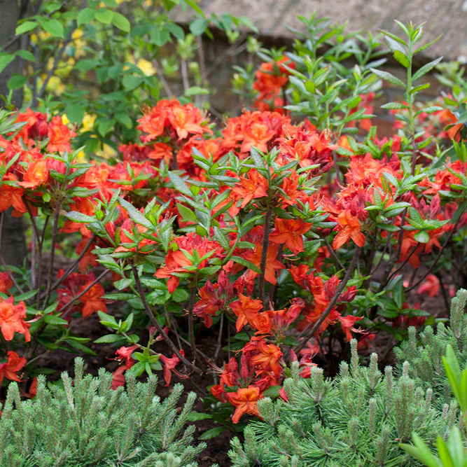 Sommergrüne Azalee 'Parkfeuer' - Image 2