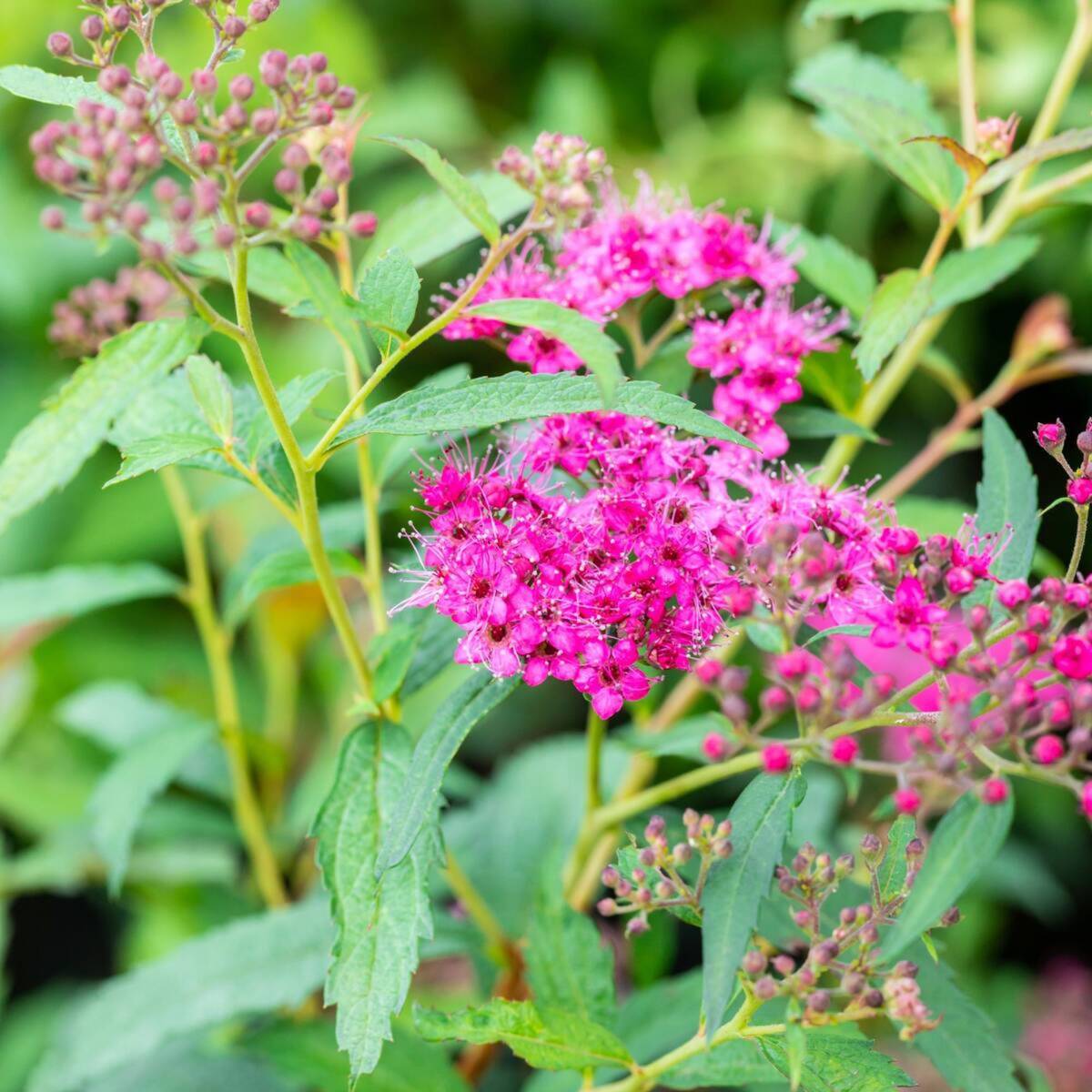 Sommerspiere 'Neon Flash', 6 Pflanzen
