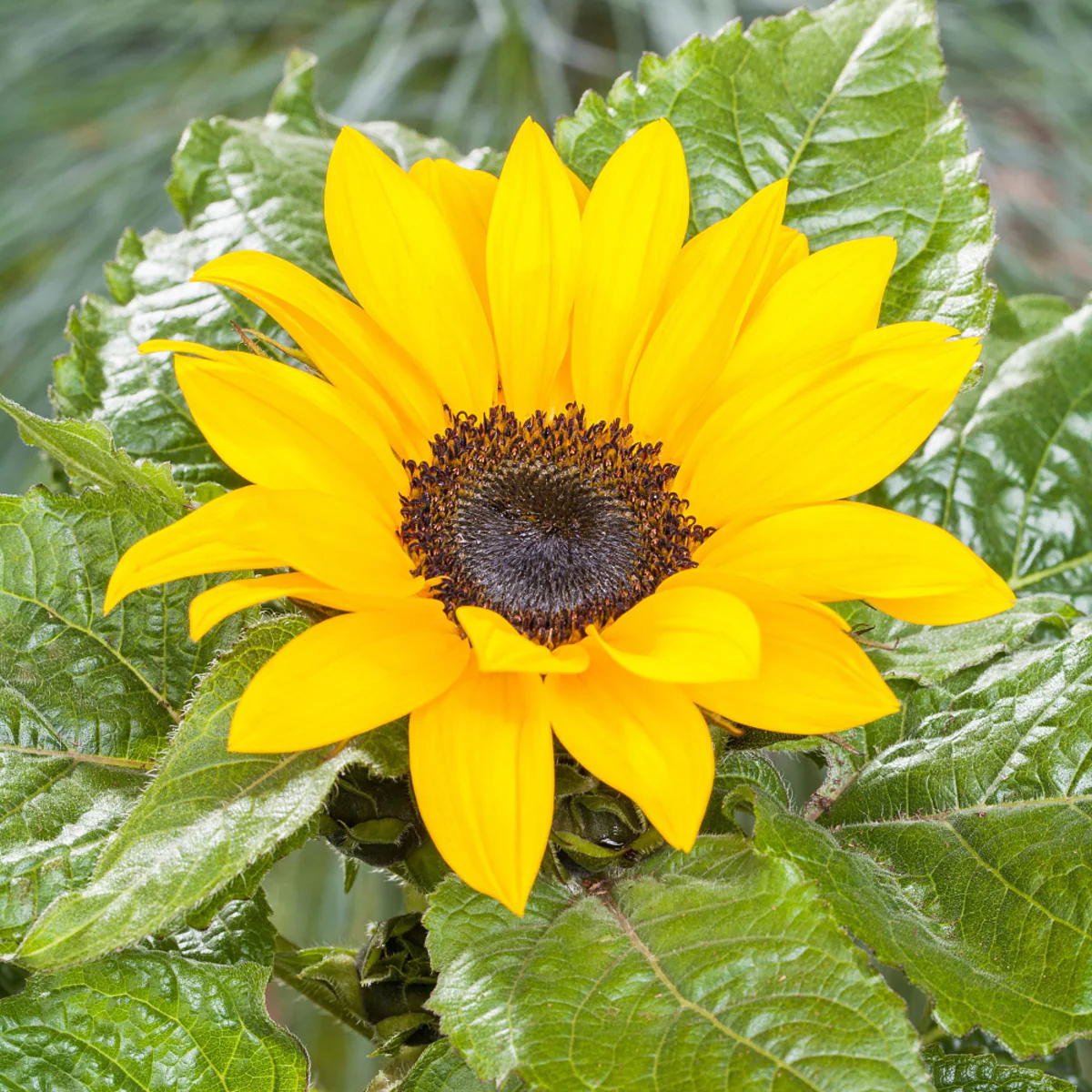 Sonnenblume