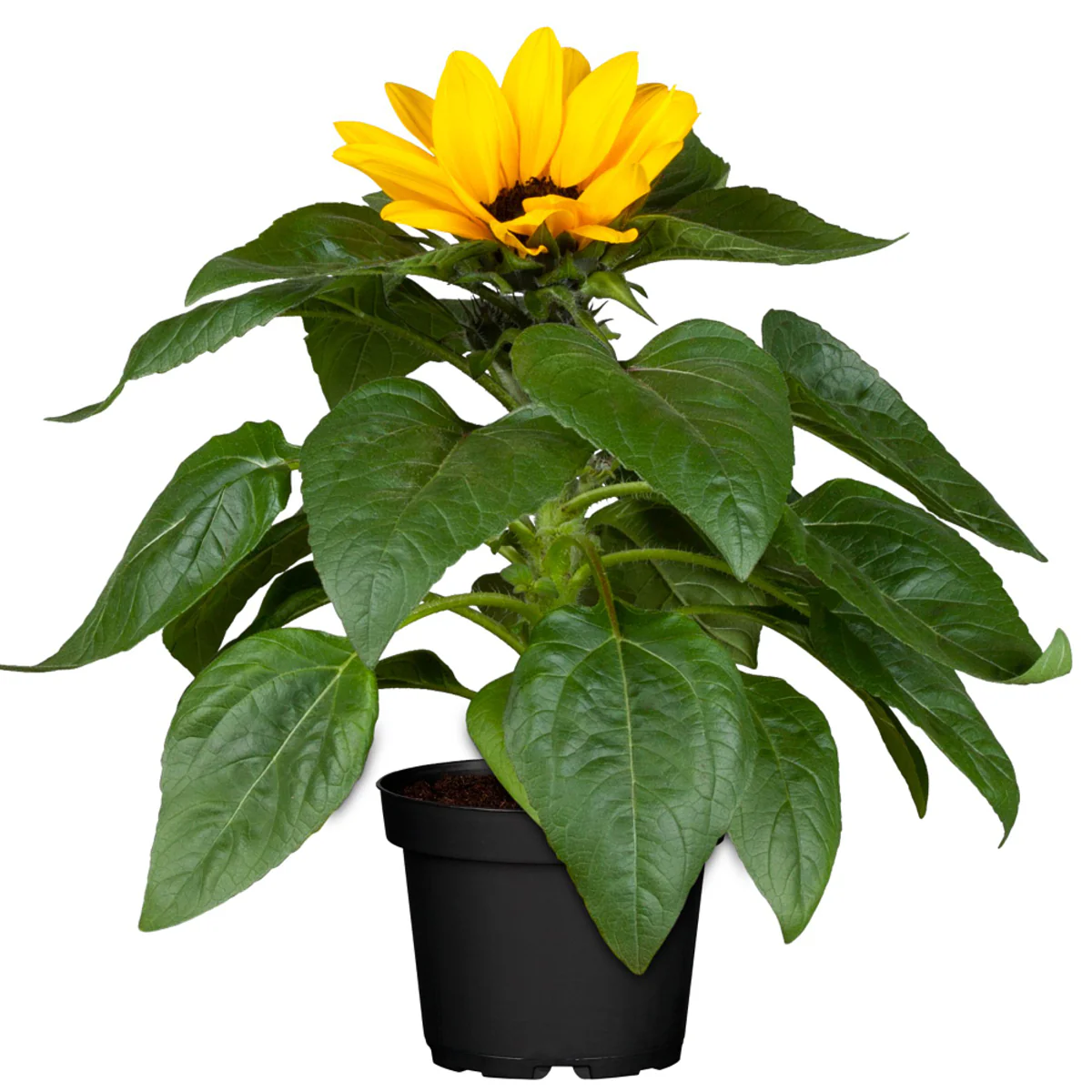 Sonnenblume - Image 2