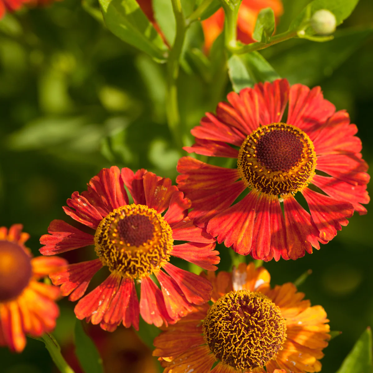 Sonnenbraut 'Moerheim Beauty'