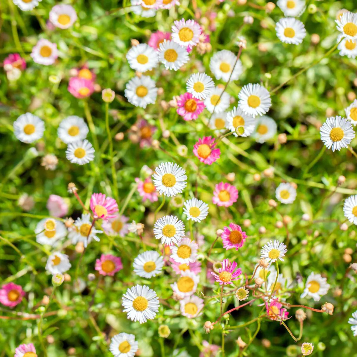 Spanisches Gänseblümchen
