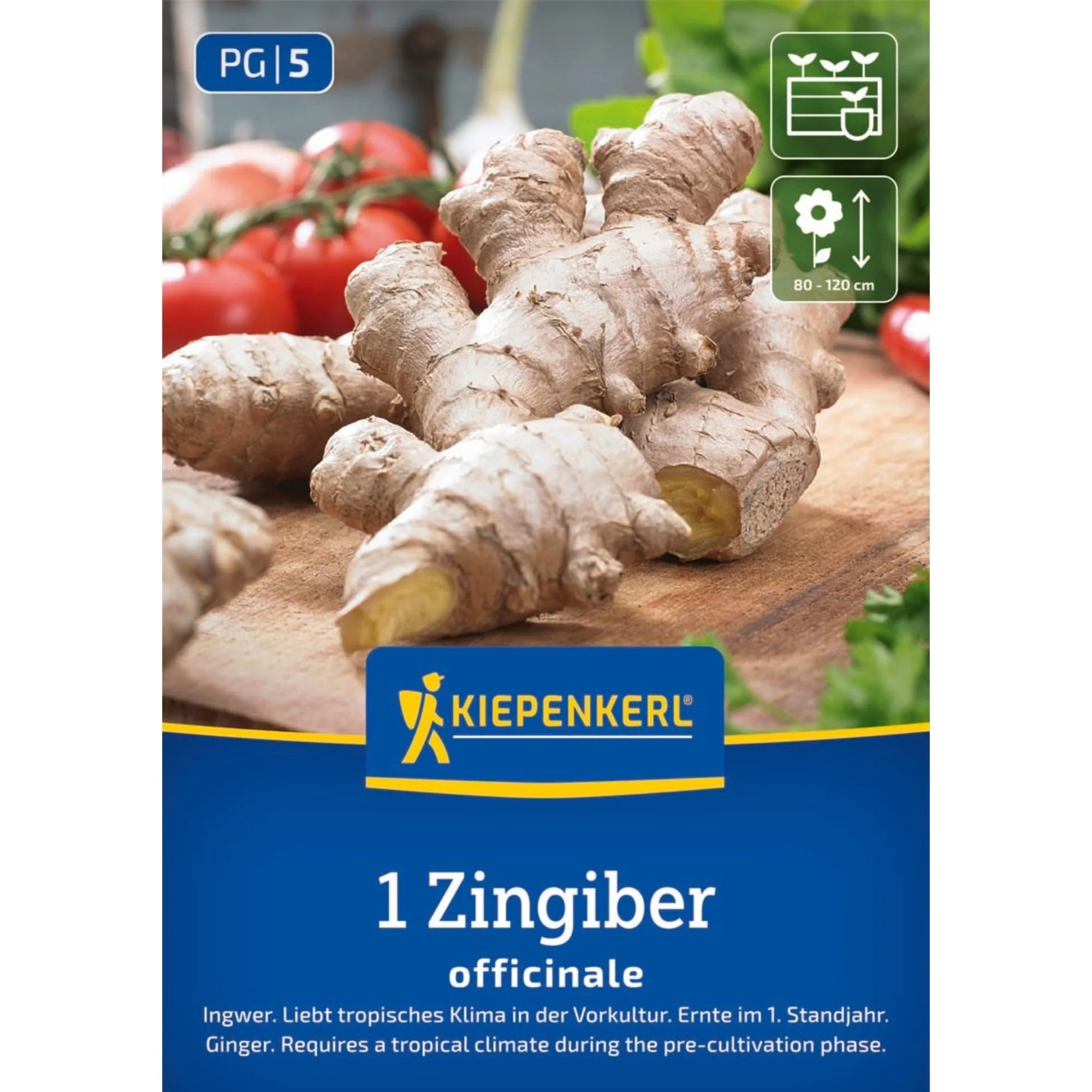 Kiepenkerl Ingwer-Samen