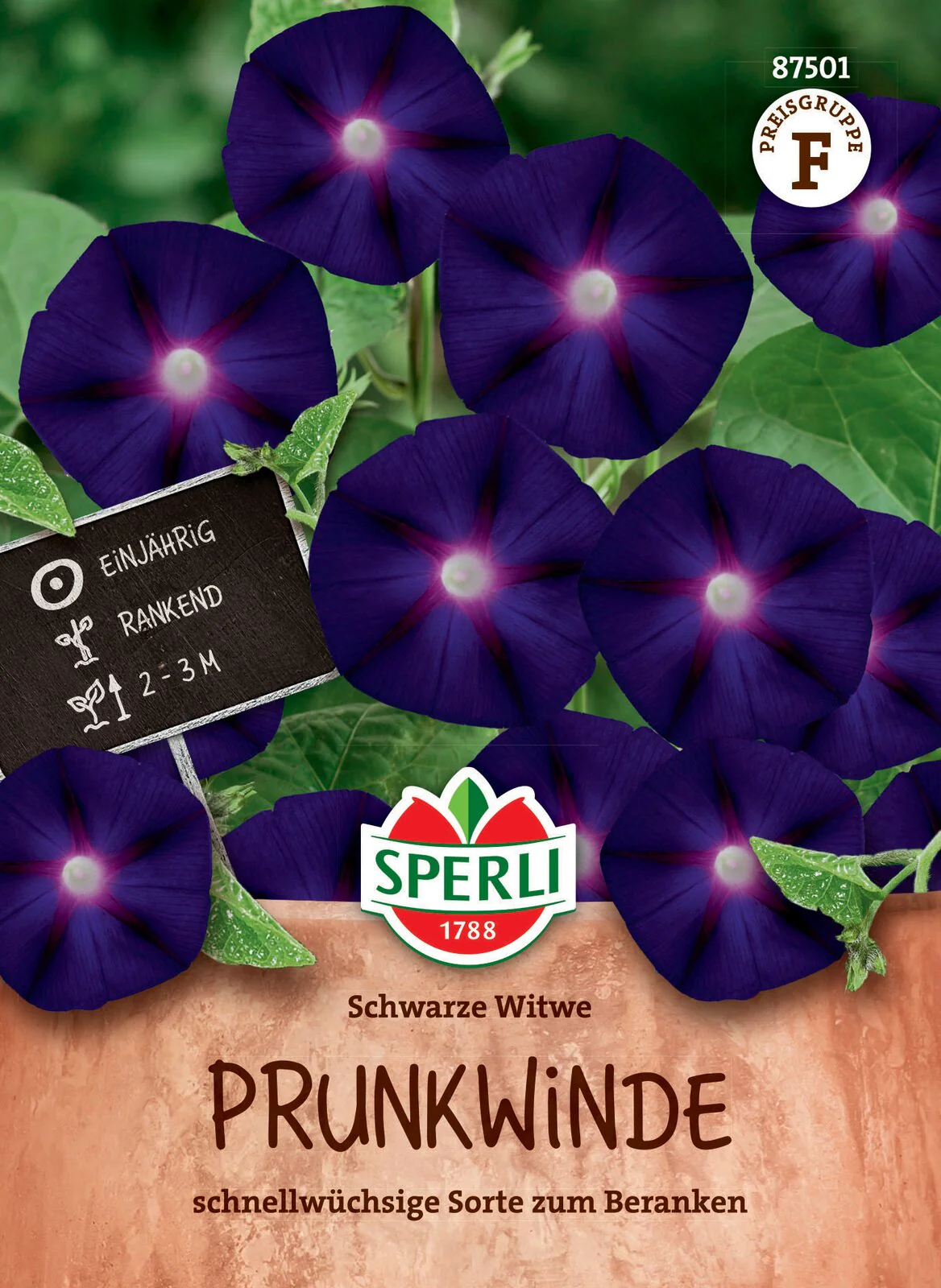 SPERLI Prunkwinden-Samen 'Schwarze Witwe'