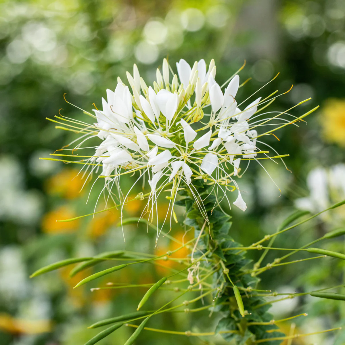 Spinnenblume - Image 2