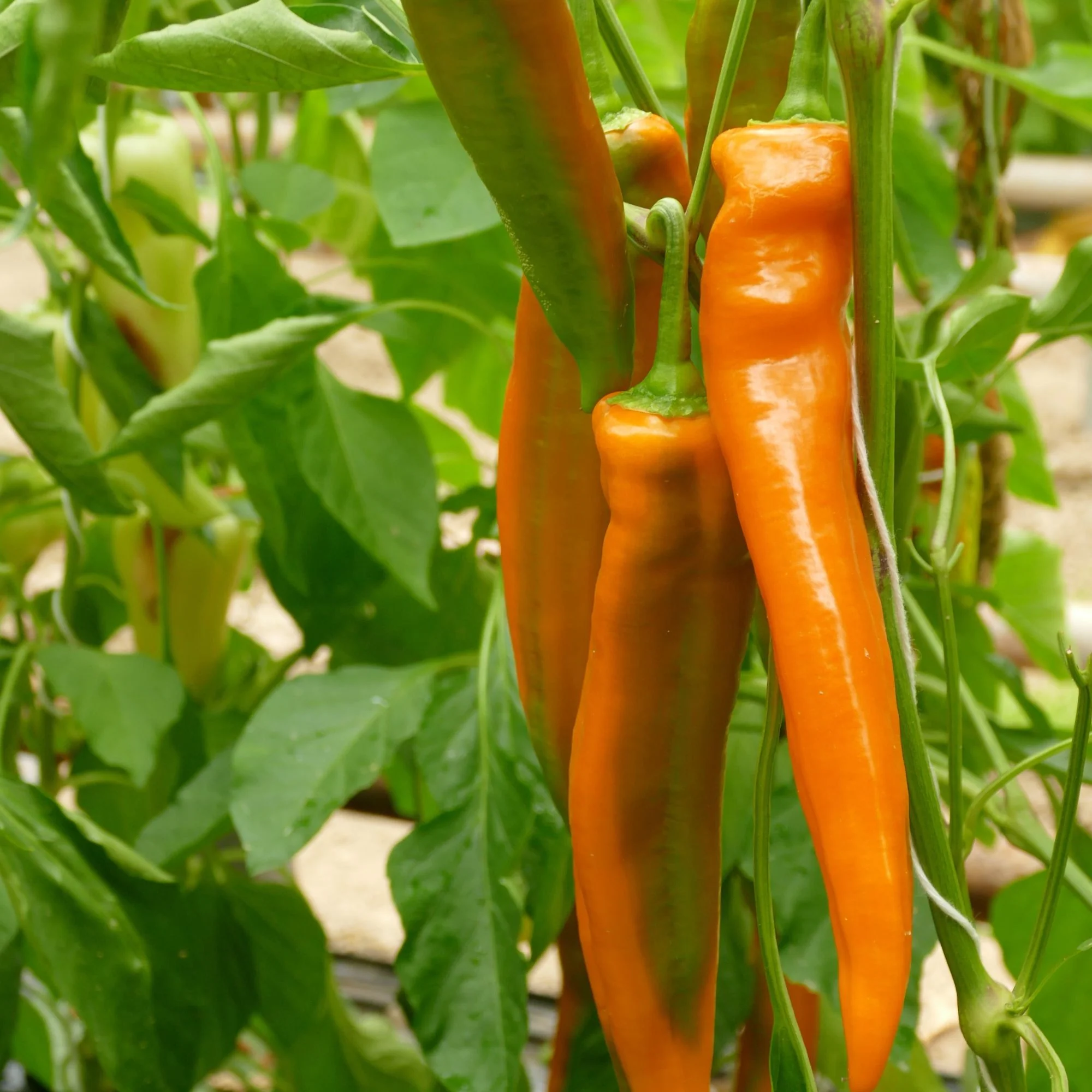Spitzpaprika 'Coronor', F1