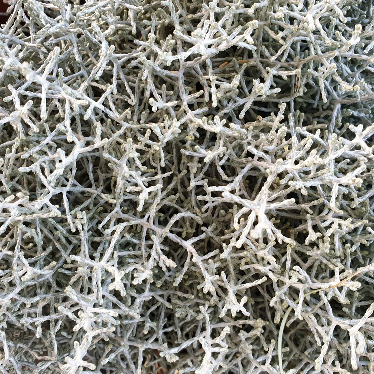 Stacheldraht/ Silberdraht