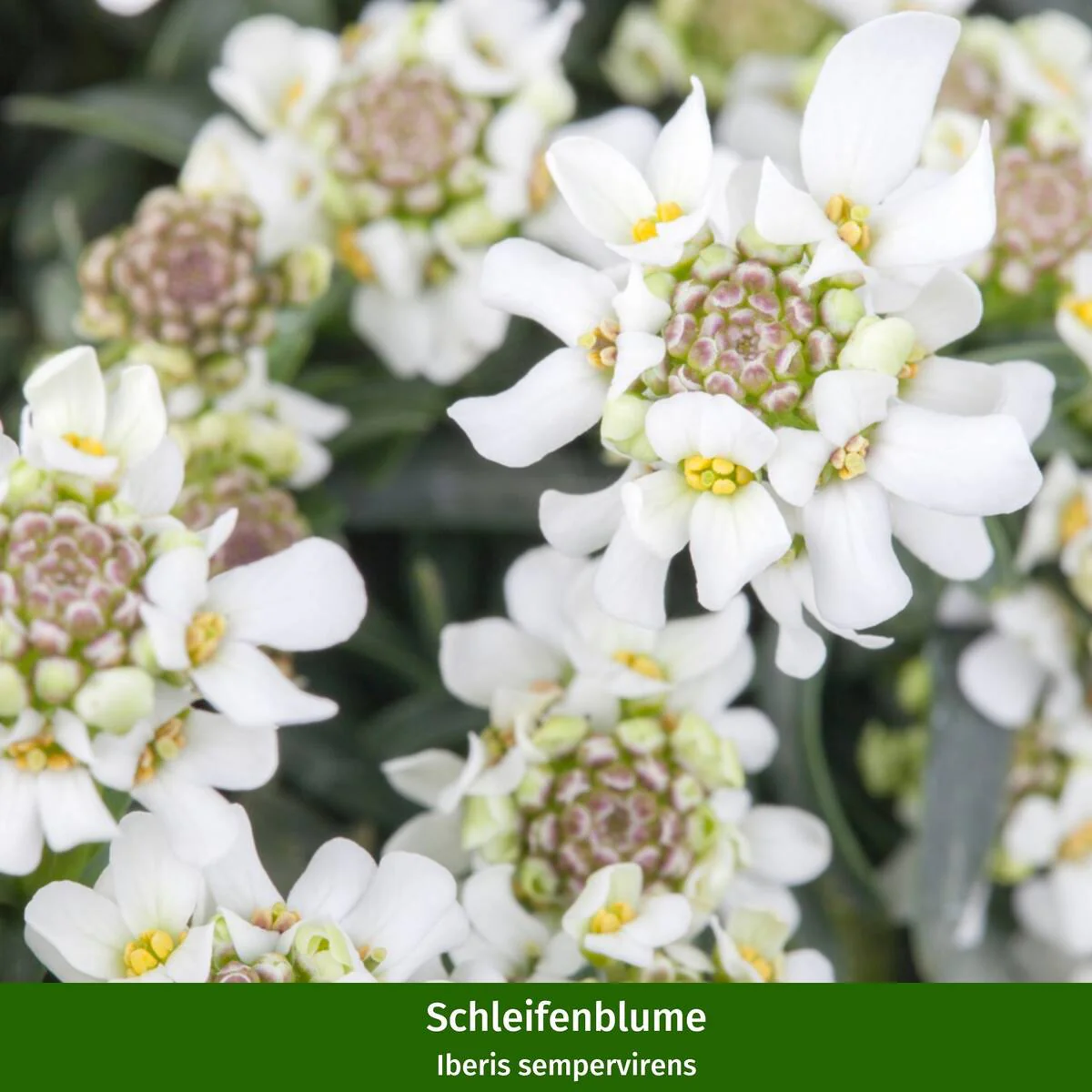 Polster-Staudenbeet "Buntes Farbenmeer" - Image 3