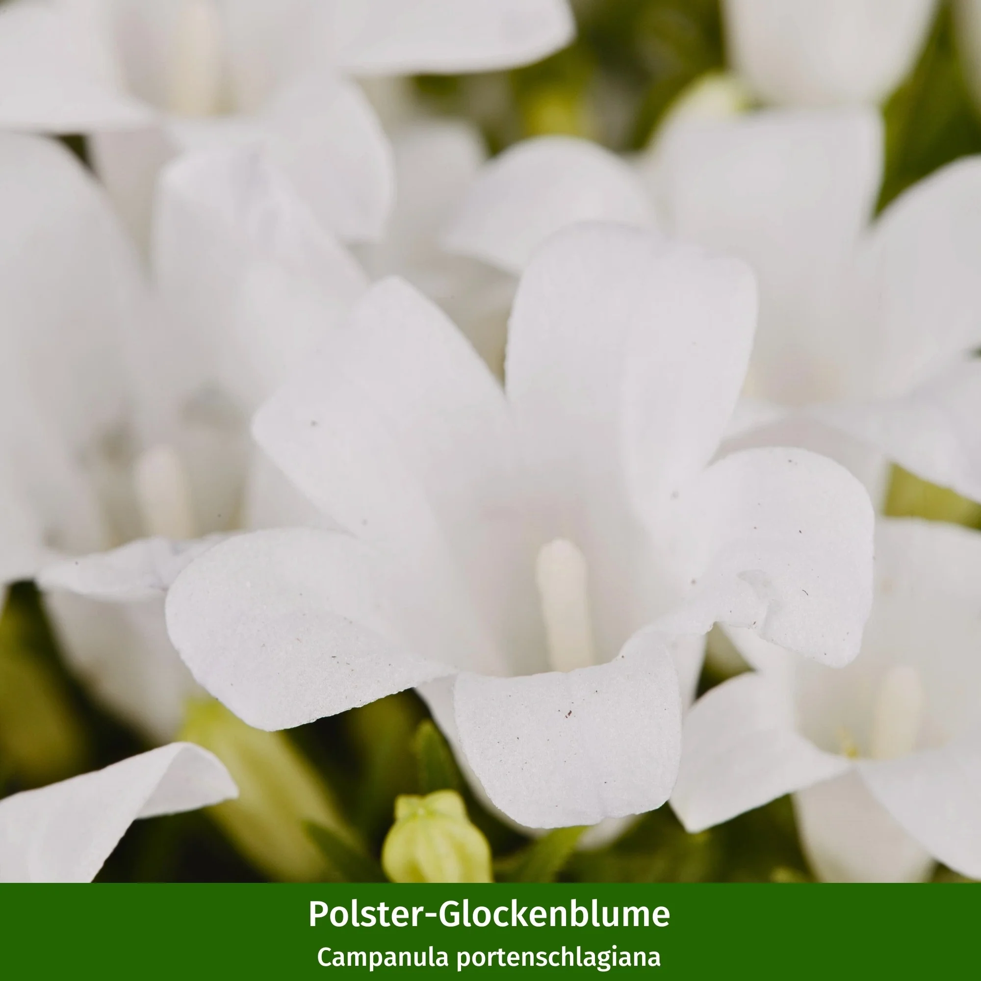 Stauden-Set "Blütenpracht für den Steingarten" - Image 4