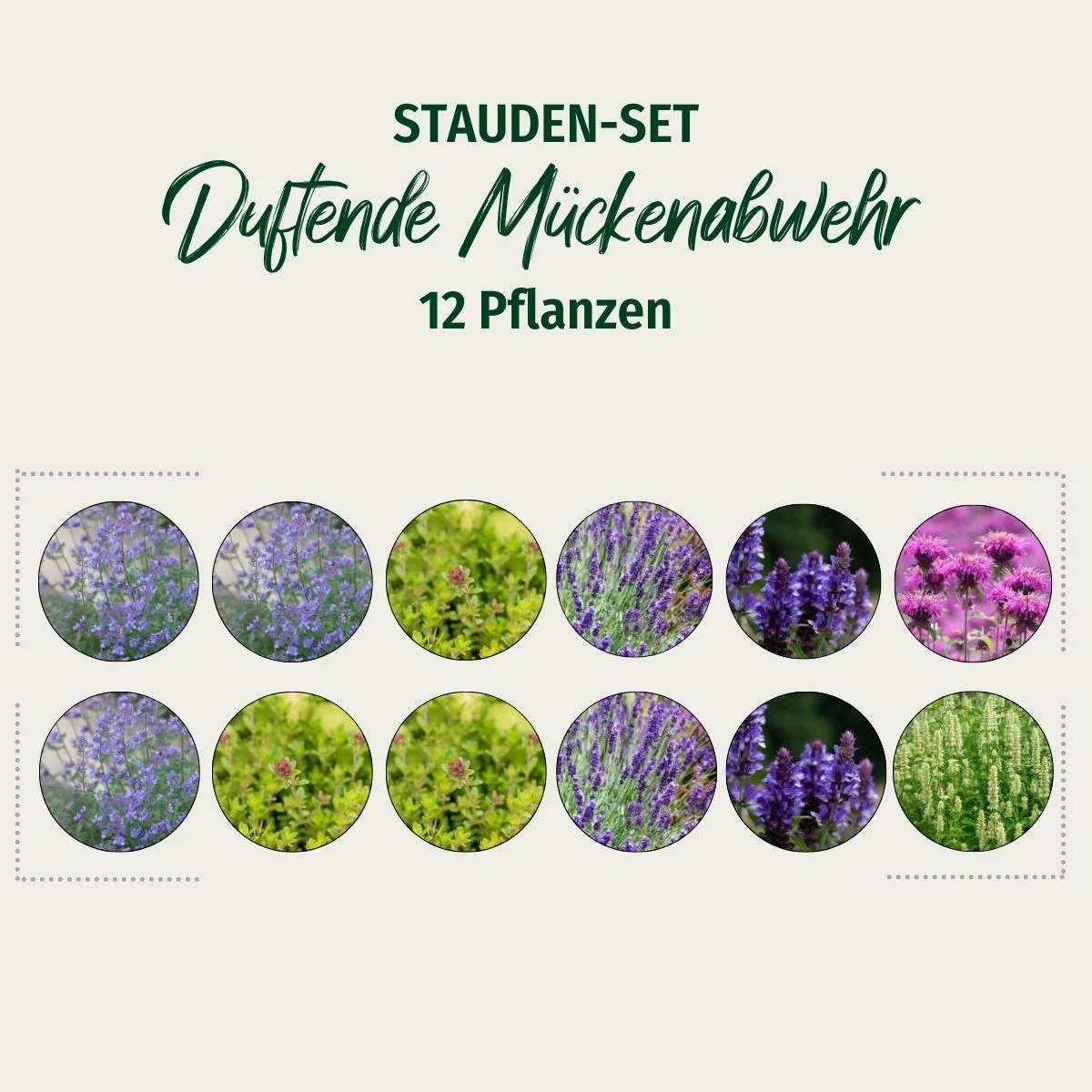 Stauden-Set "Duftende Mückenabwehr" - Image 11
