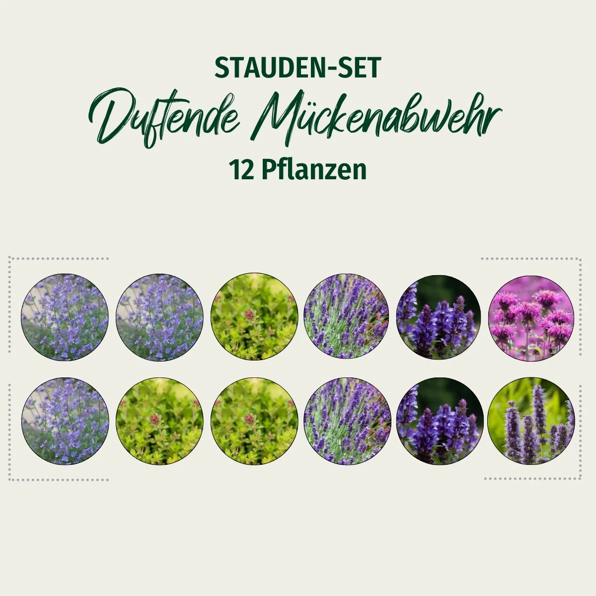 Stauden-Set "Duftende Mückenabwehr" - Image 2
