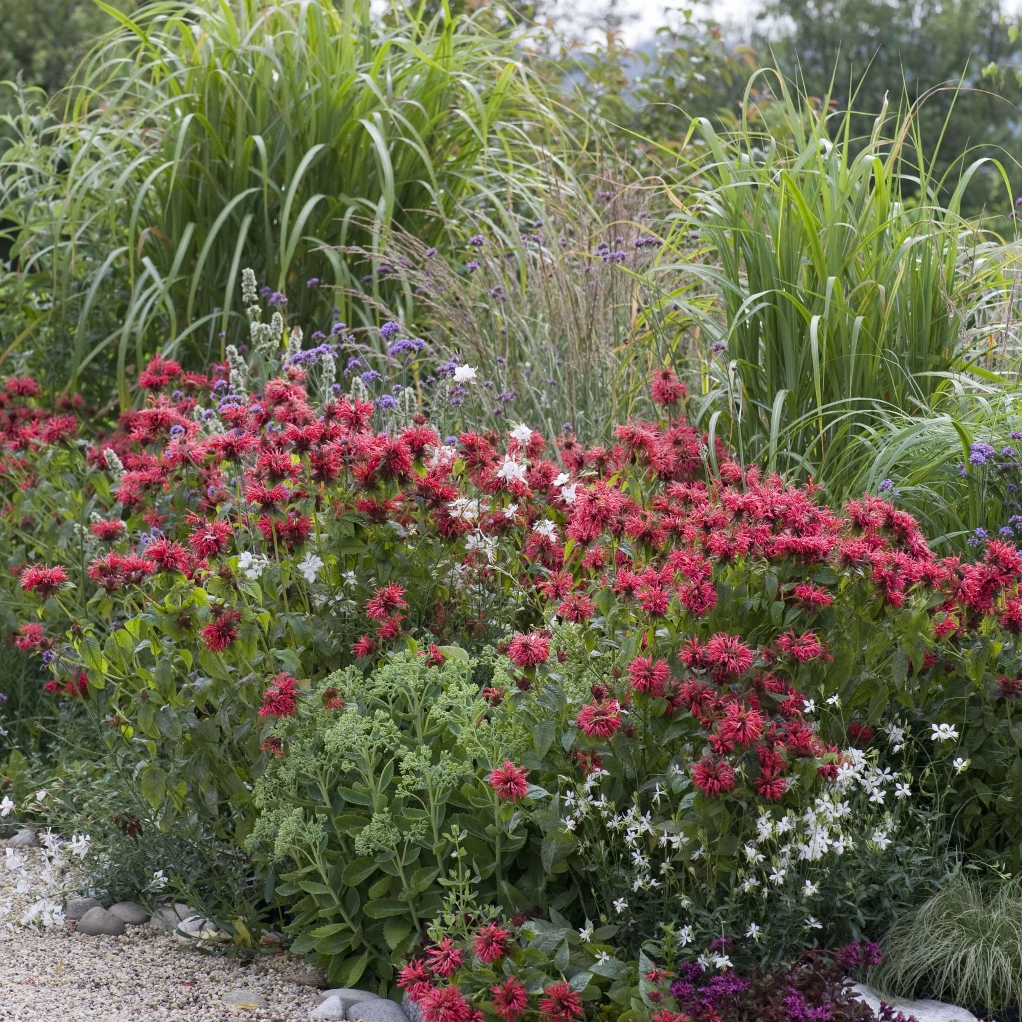 Stauden-Set "Insektenfreundliche Sommerblüten für die Trockenheit"