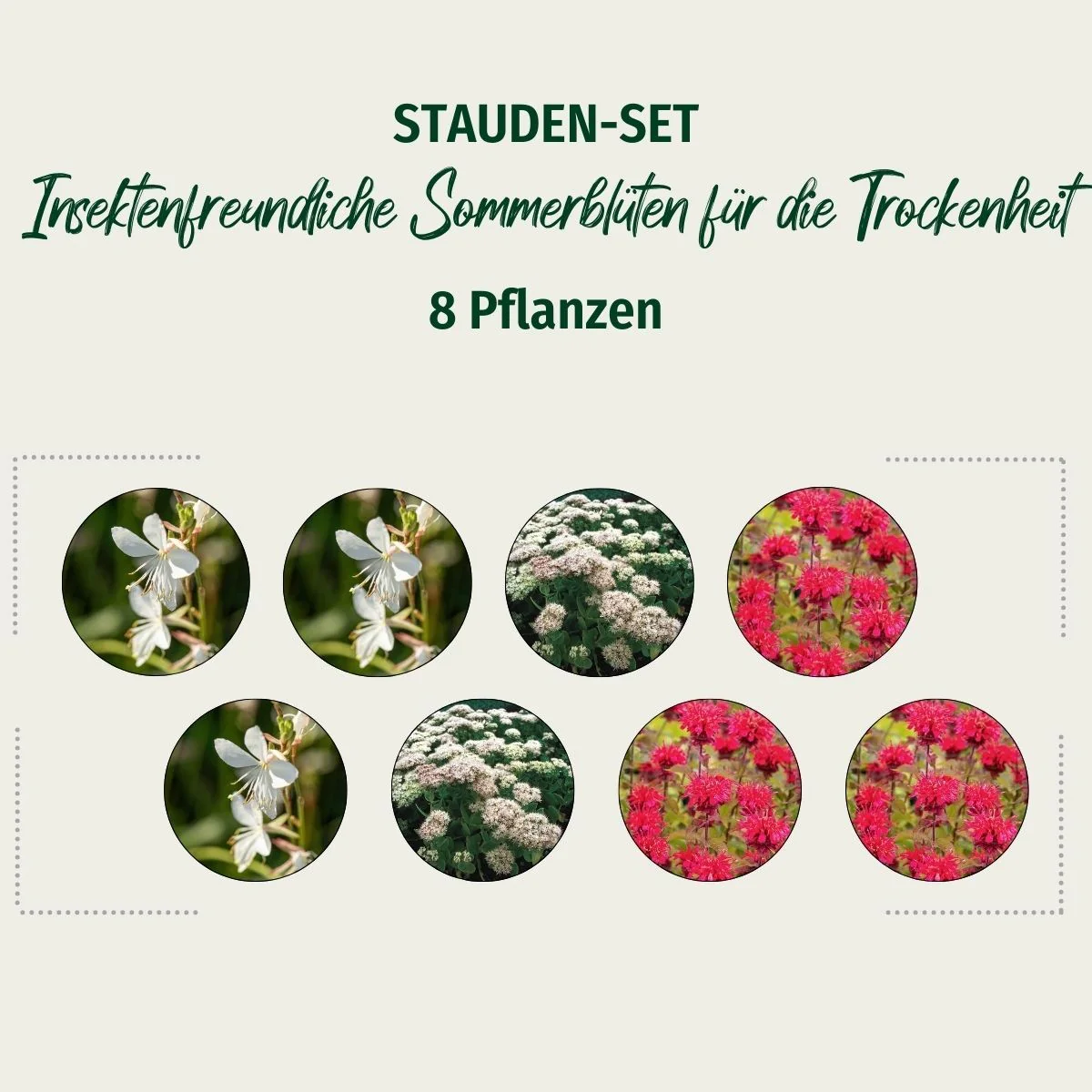 Stauden-Set "Insektenfreundliche Sommerblüten für die Trockenheit" - Image 2