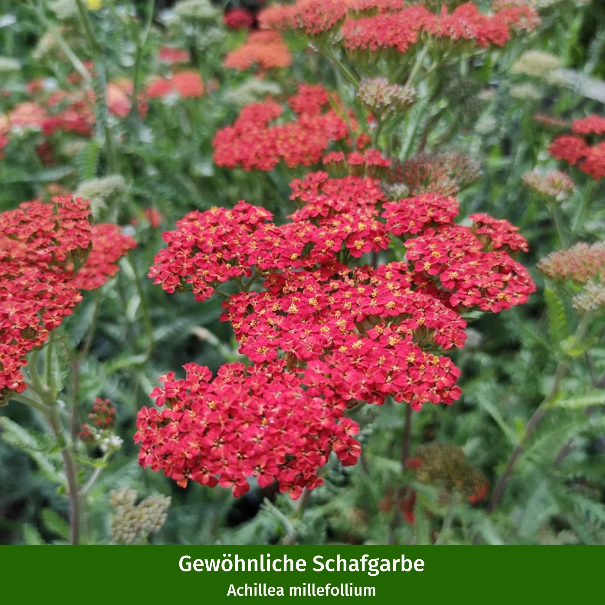 Staudenbeet "Endlose Blütenfreude" - Image 13