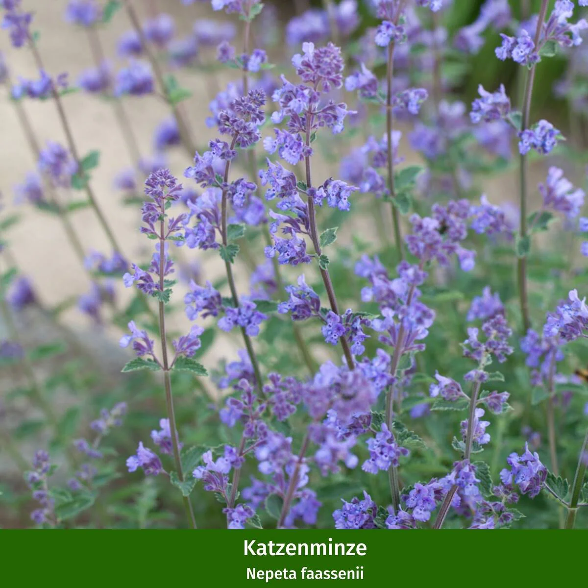 Rosenbeet "Sommerlicht" - Image 5