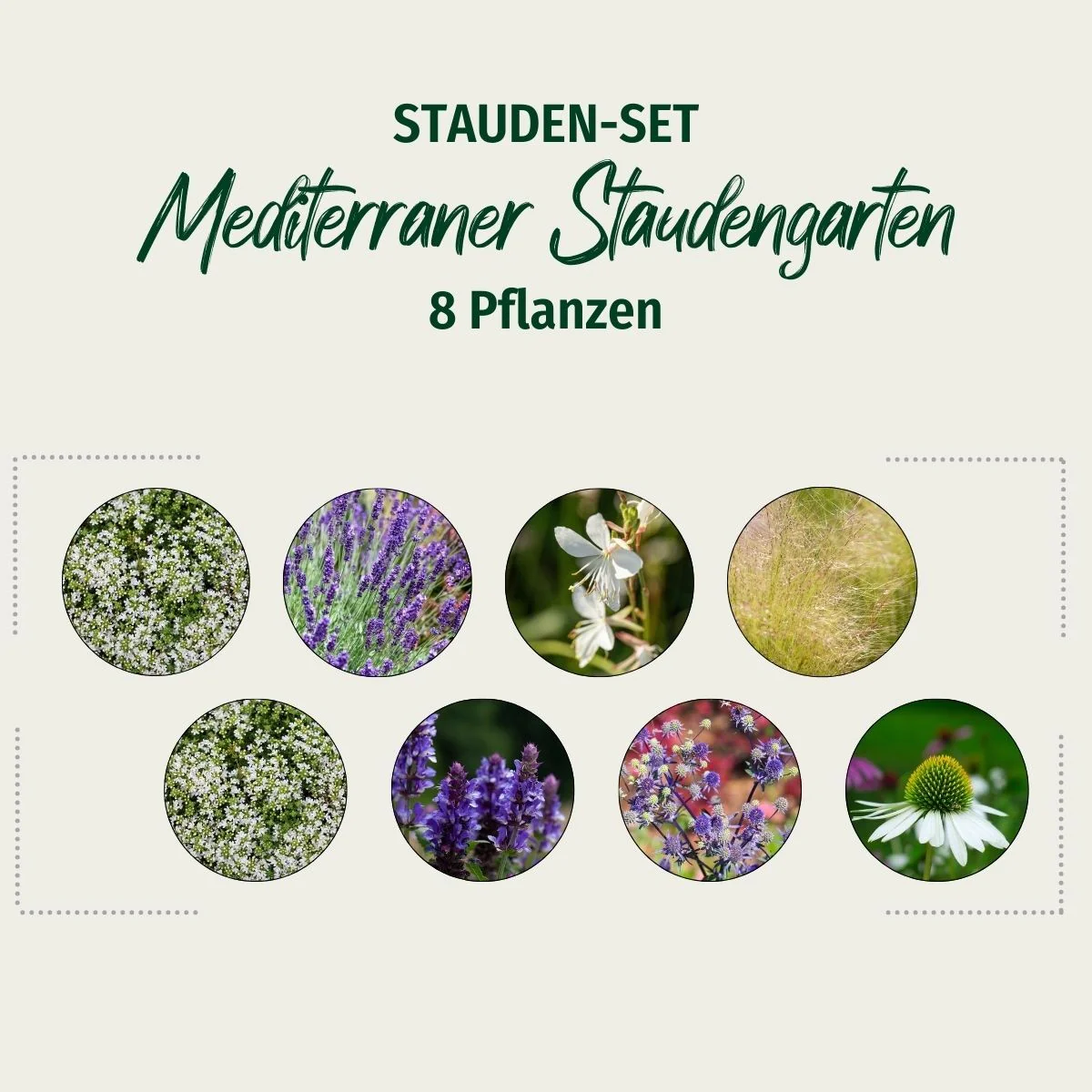 Stauden-Set "Mediterraner Staudengarten" - Image 2