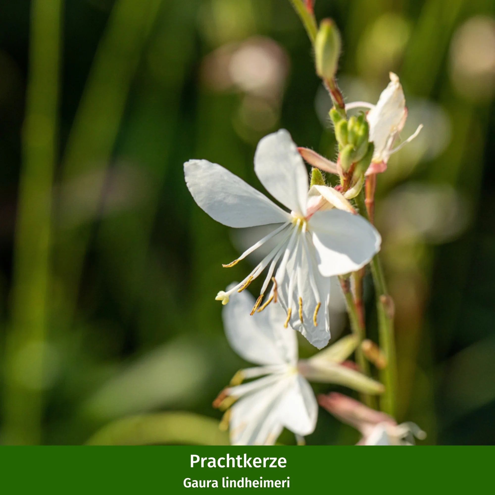 Staudenbeet "Allwetter-Beet" - Image 10