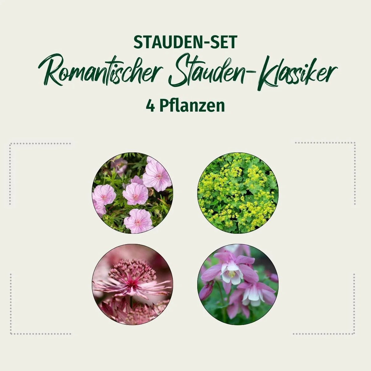 Stauden-Set "Romantischer Stauden-Klassiker" - Image 2