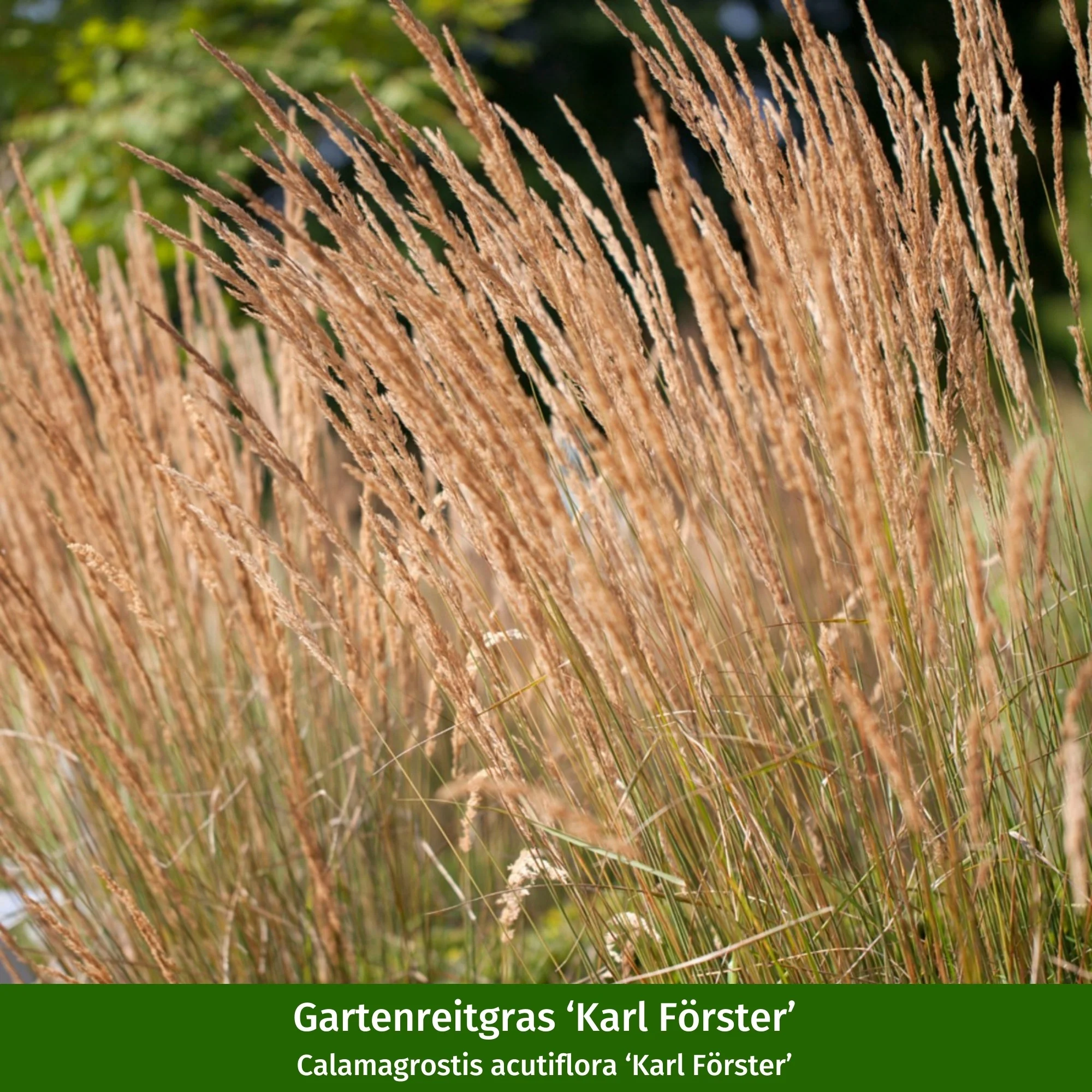 Staudenbeet "Allwetter-Beet" - Image 11