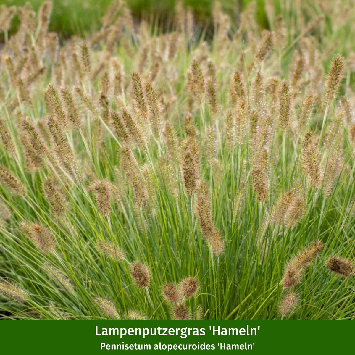 Staudenbeet "Bunter Sonnenanbeter" - Image 8