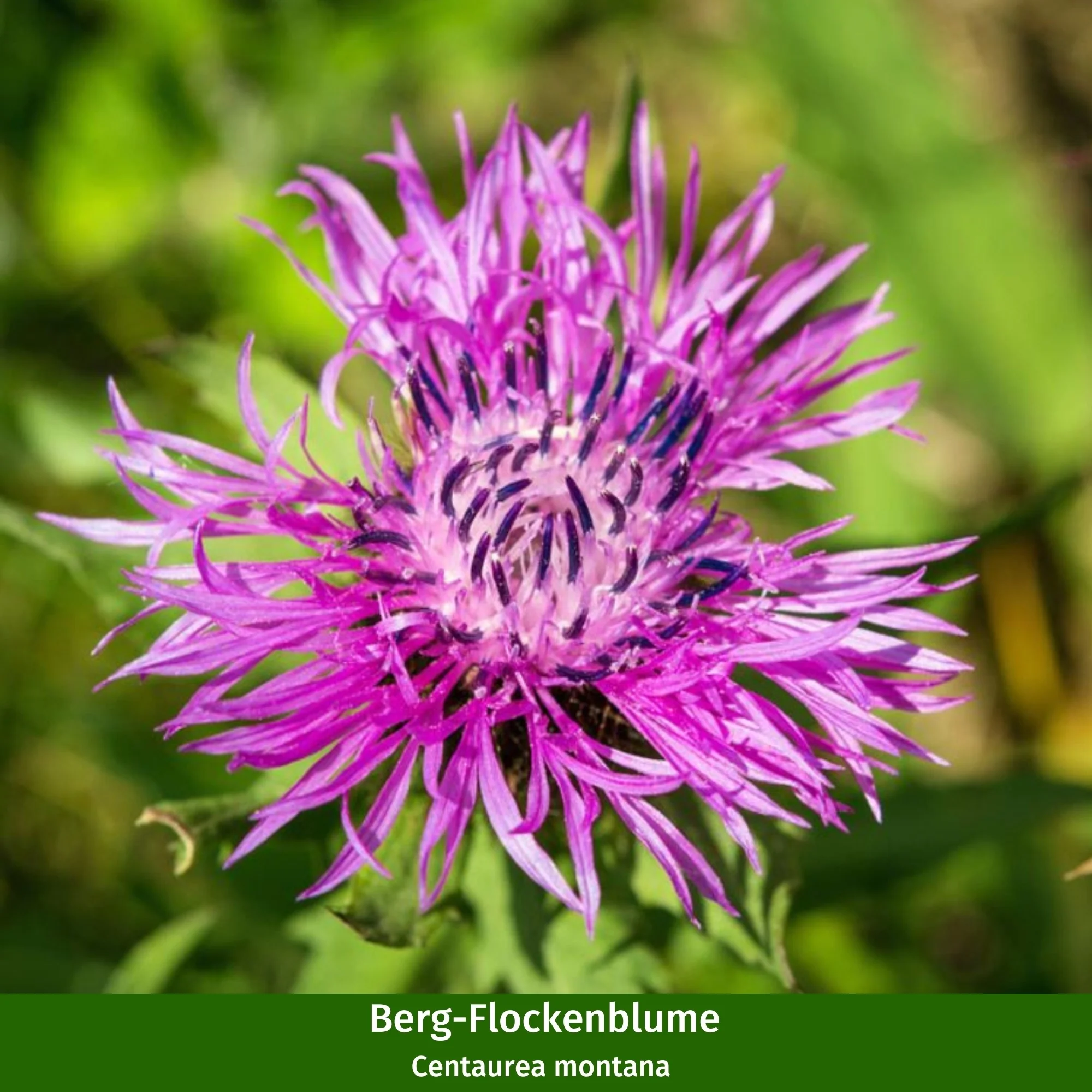 Staudenbeet "Streifenbeet als Duftoase" - Image 8
