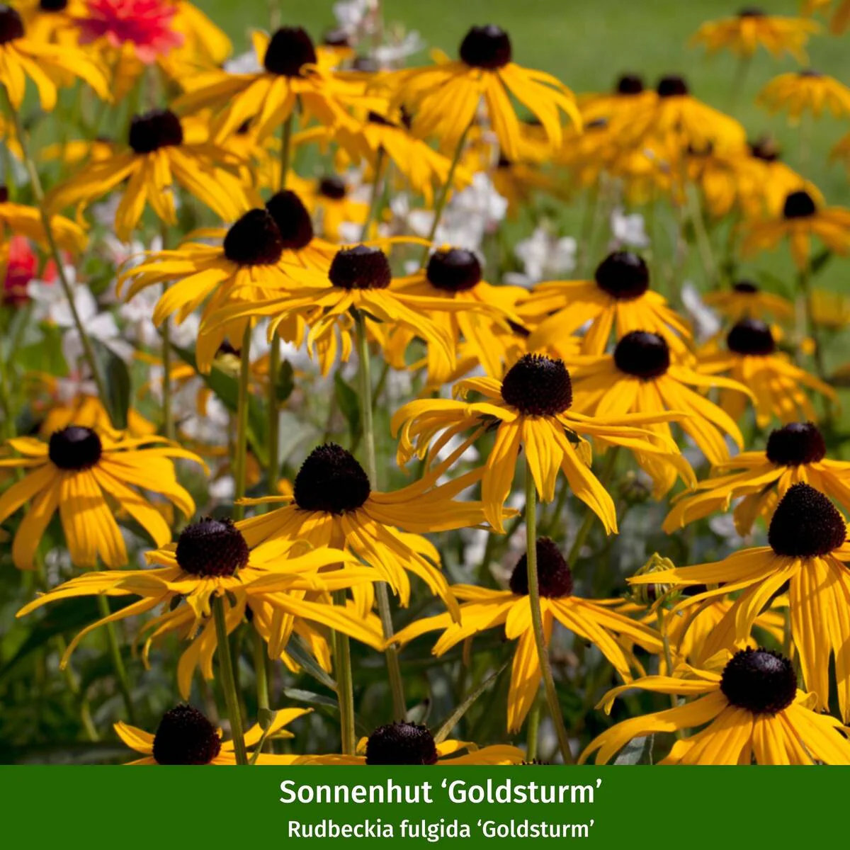 Staudenbeet "Flammende Sommerliebe" - Image 7