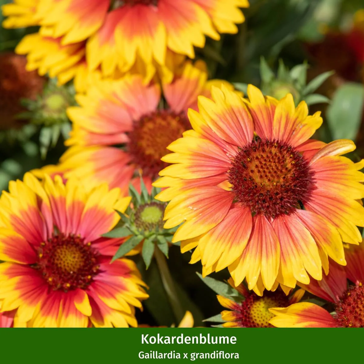 Staudenbeet "Flammende Sommerliebe" - Image 8
