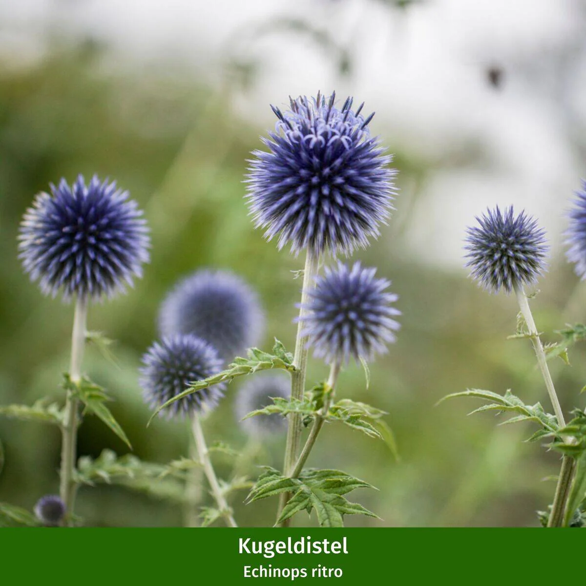 Staudenbeet "Robuster Trockenkünstler" - Image 14