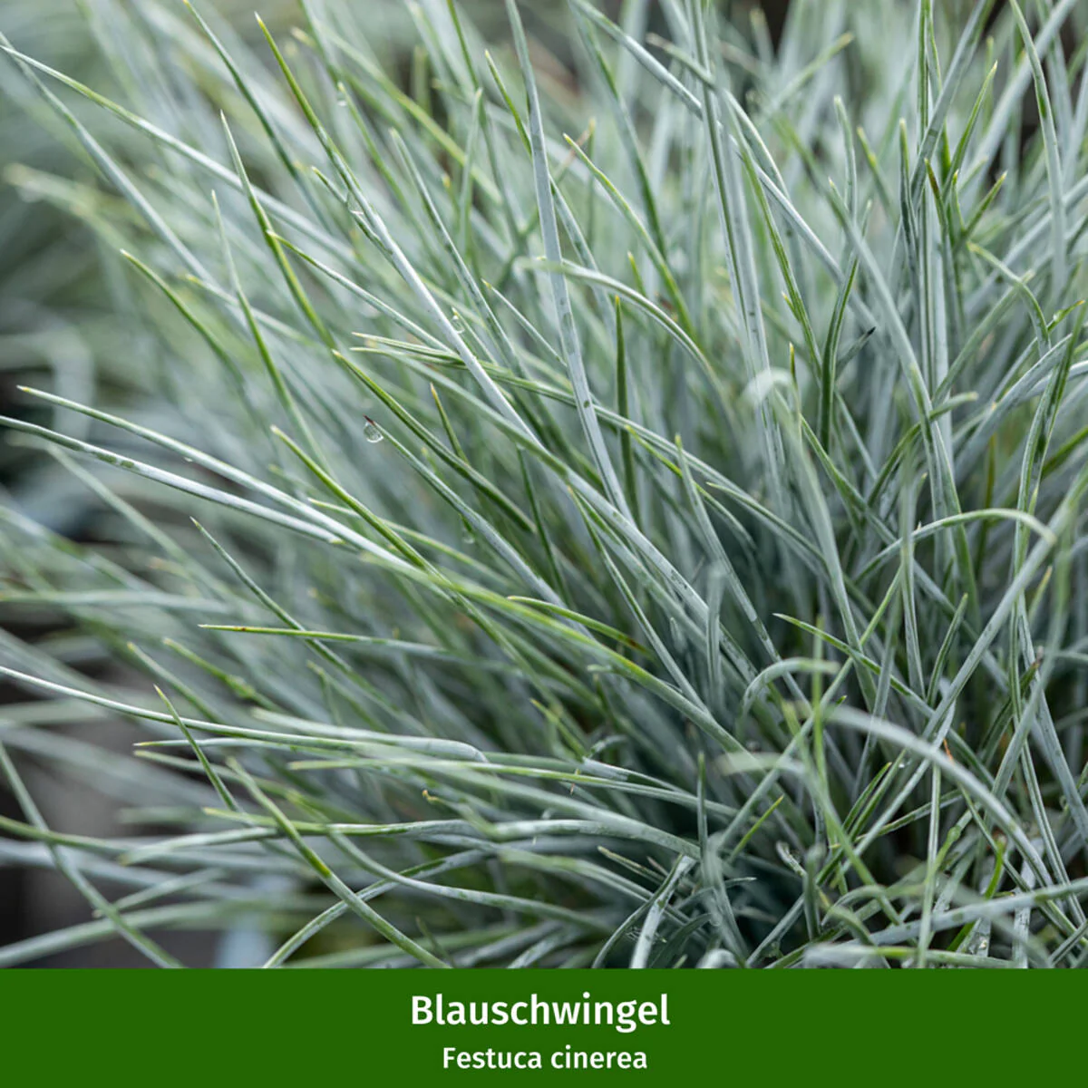Staudenbeet "Robuster Trockenkünstler" - Image 8