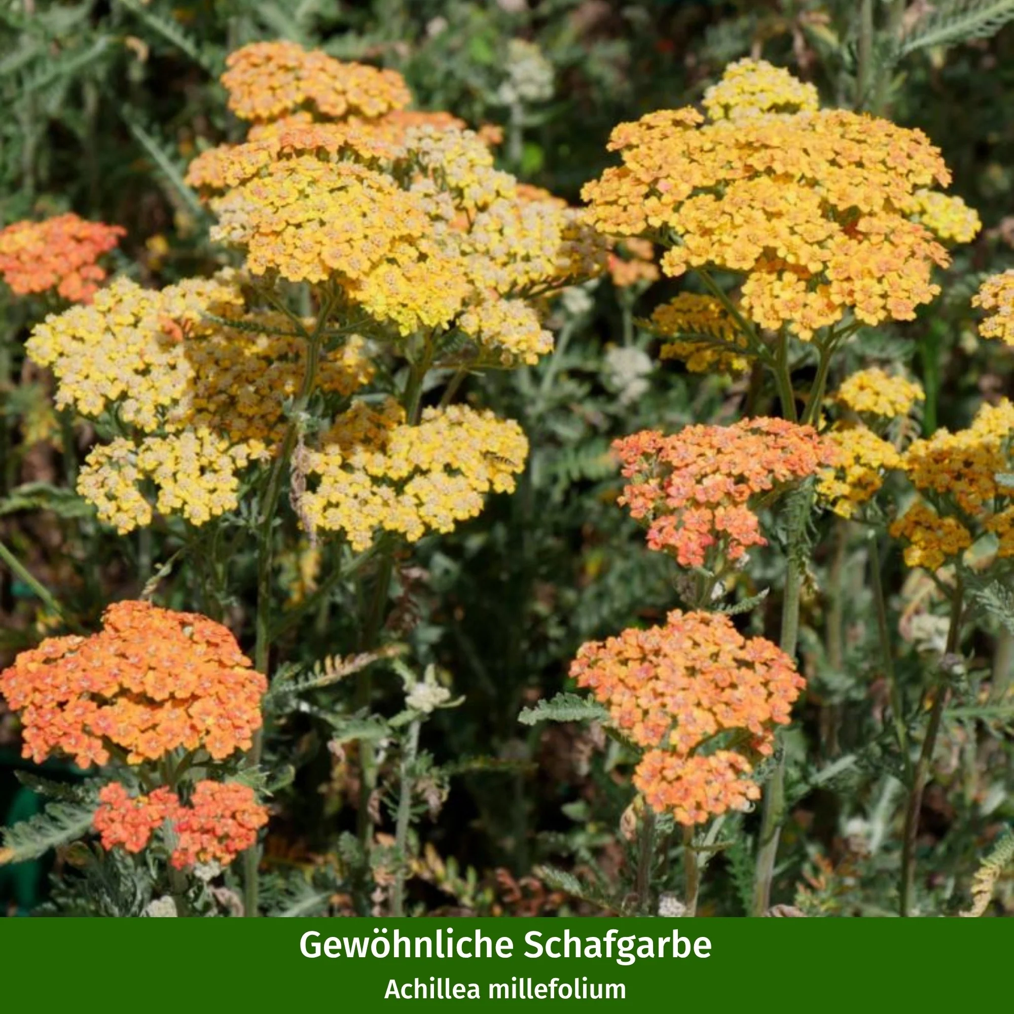 Staudenbeet "Robuster Trockenkünstler" - Image 9