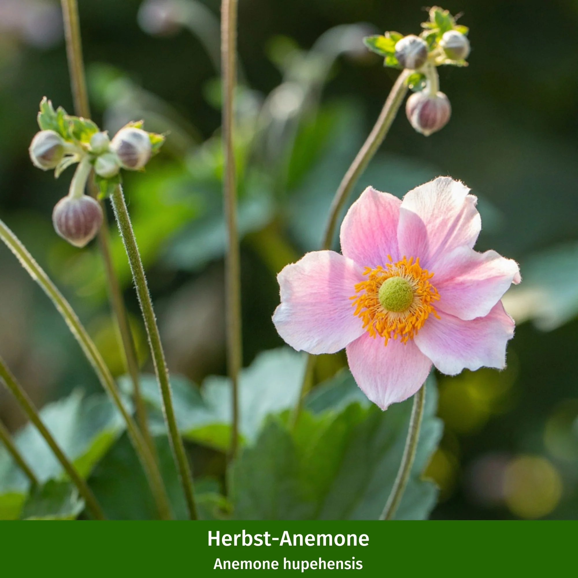 Staudenbeet "Romantischer Bauerngarten" - Image 5