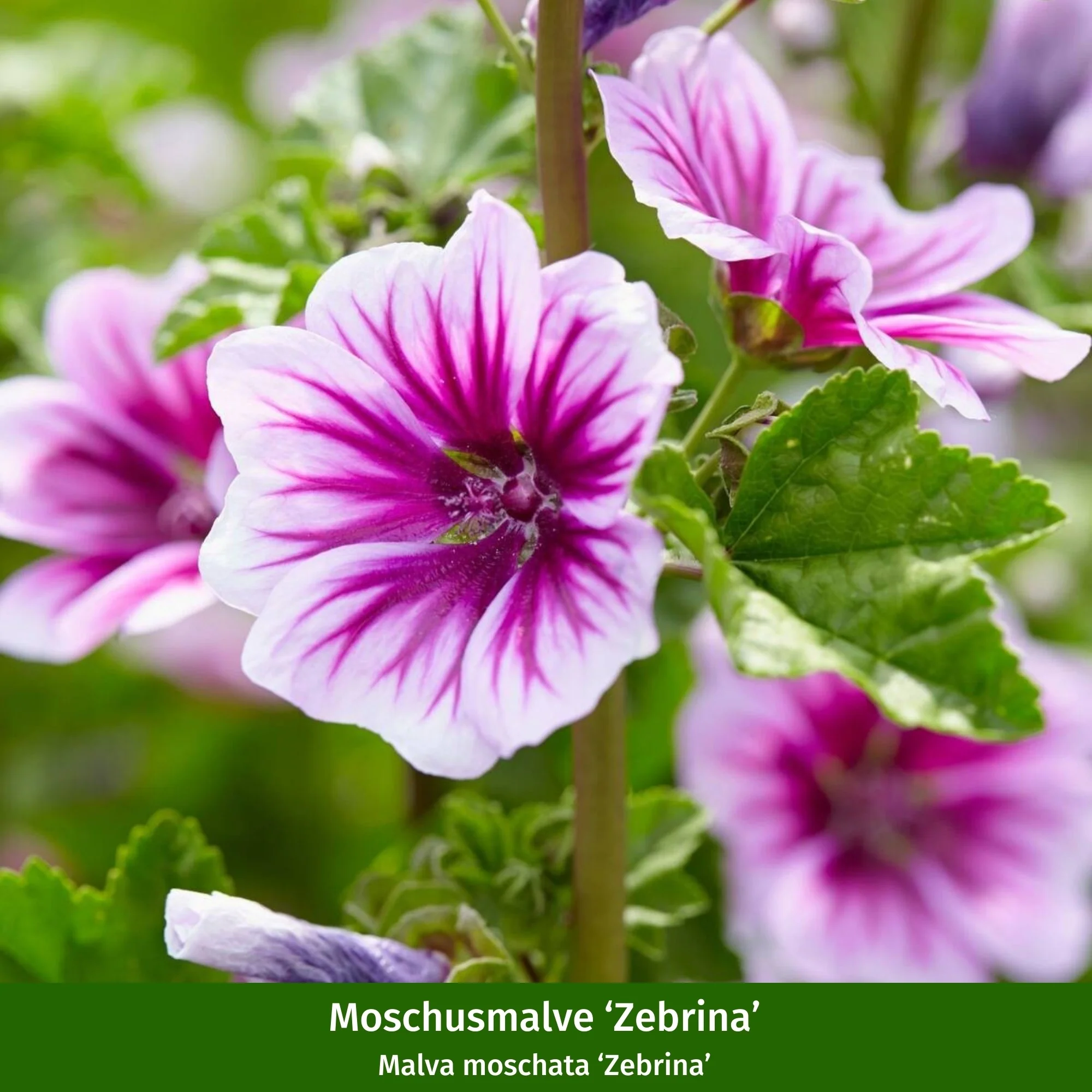 Staudenbeet "Romantischer Bauerngarten" - Image 9