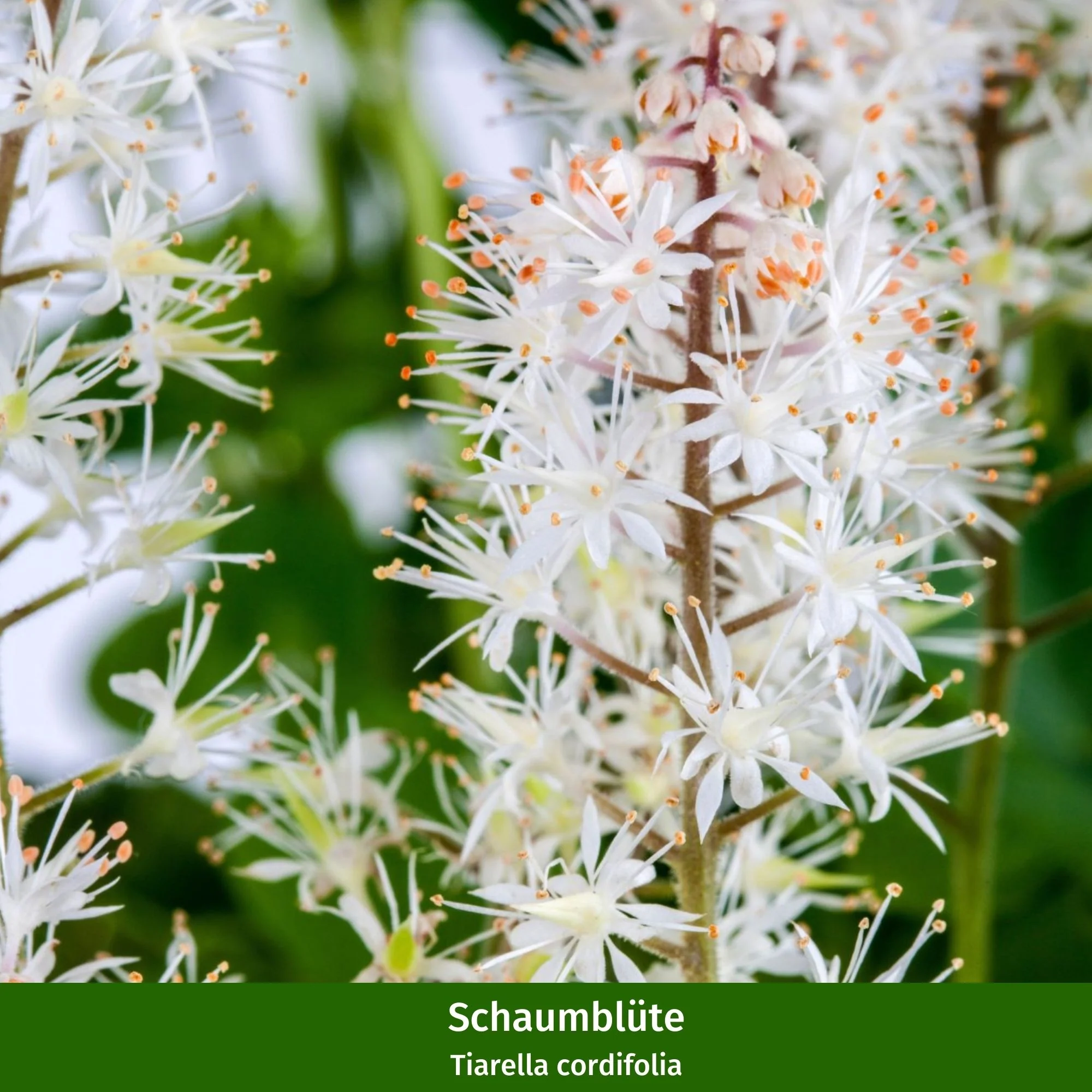 Staudenbeet "Schattenzauber" - Image 12