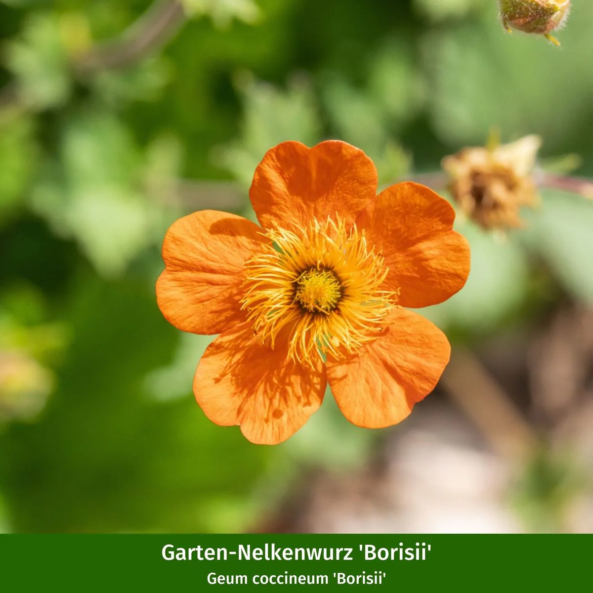 Staudenbeet "Schneckenresistente Blütenpracht" - Image 10