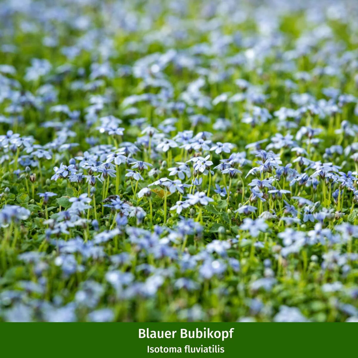 Staudenbeet "Sommerlicher Blütenzauber" - Image 5