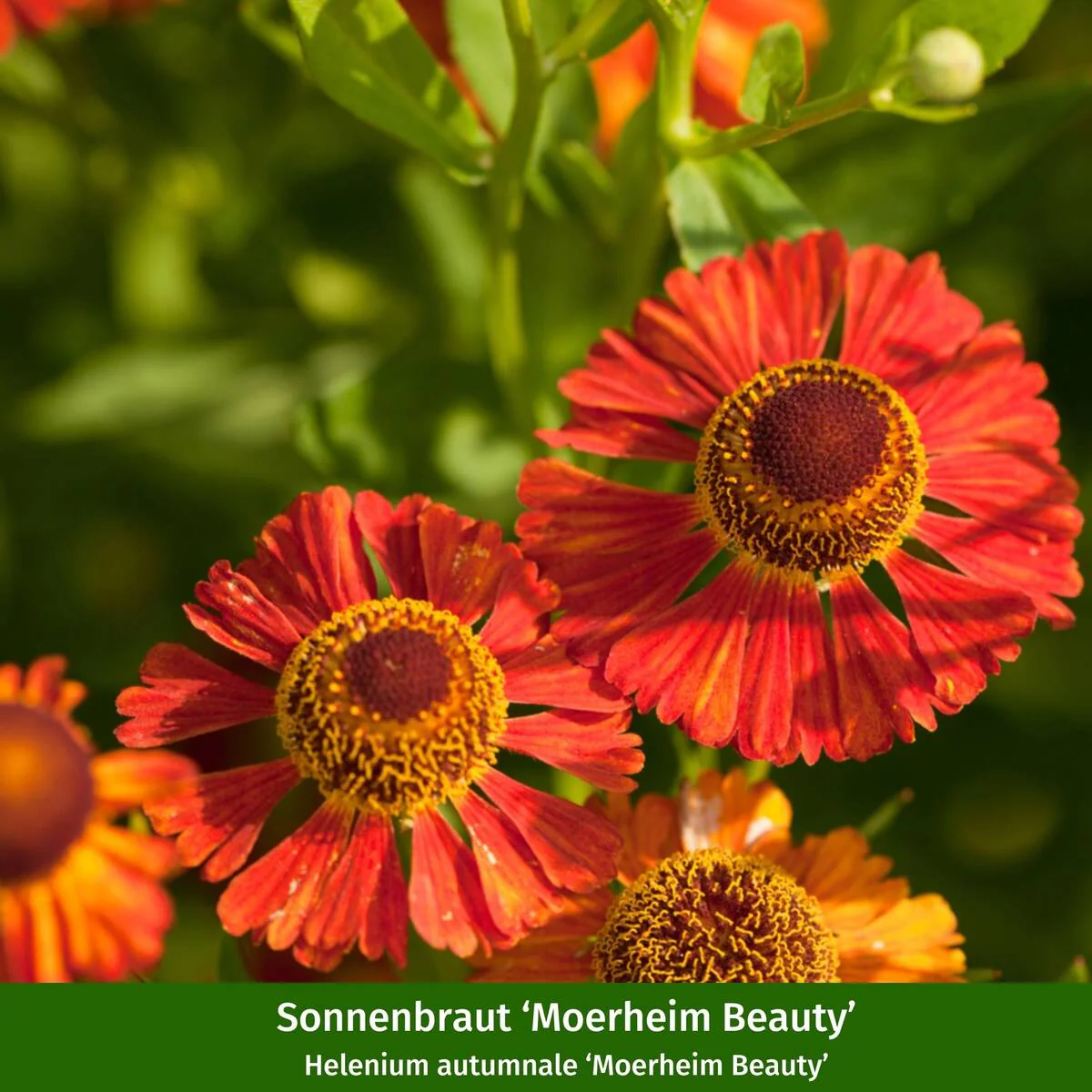 Staudenbeet "Sonniger Bauerngarten" - Image 5