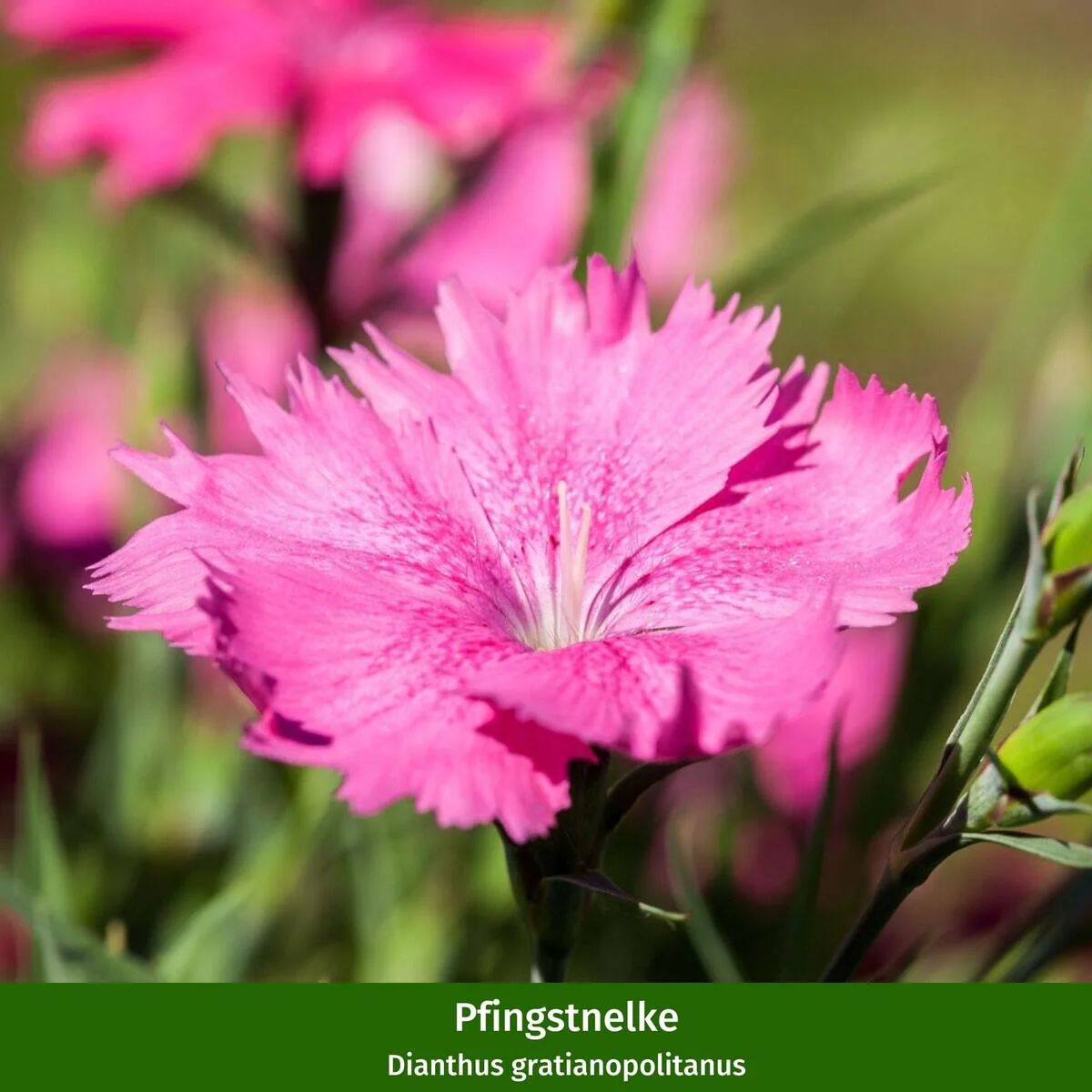 Staudenbeet "Streifenbeet als Duftoase" - Image 12