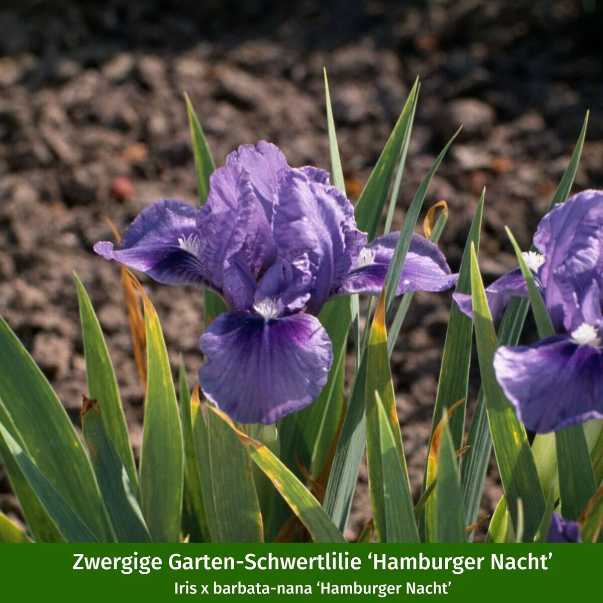 Staudenbeet "Streifenbeet als Duftoase" - Image 17