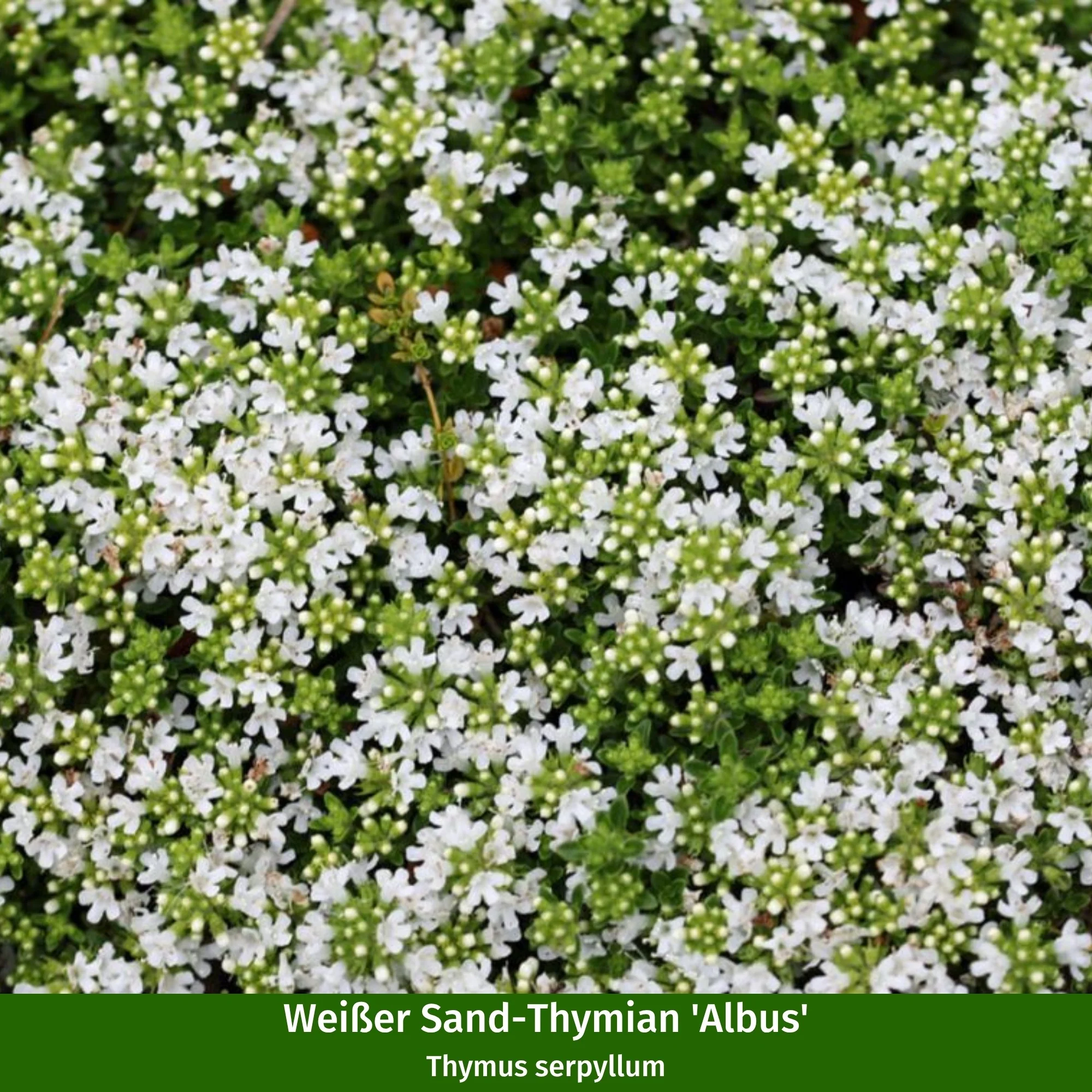Staudenbeet "Summendes Bienenparadies" - Image 11