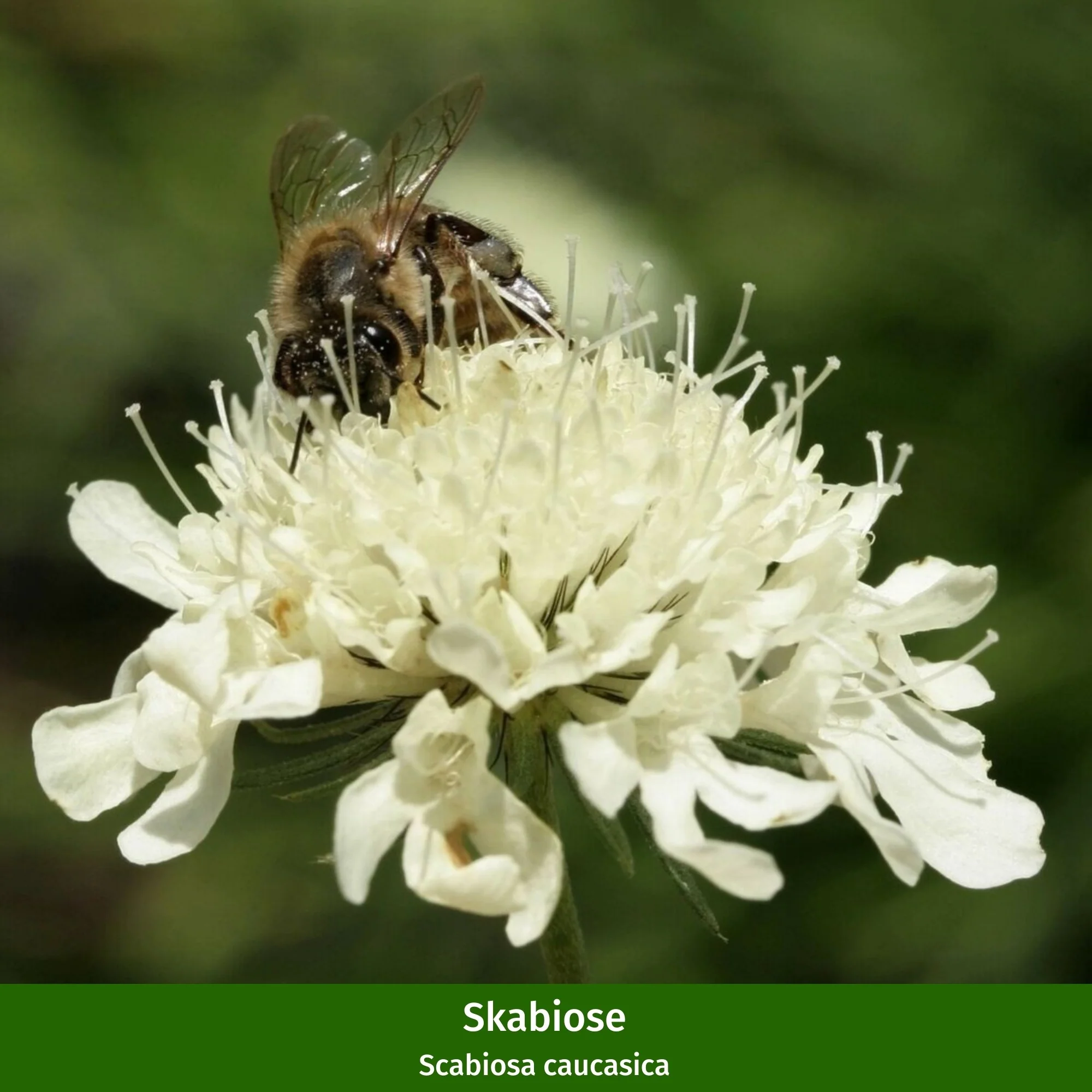 Staudenbeet "Weiße Eleganz" - Image 11