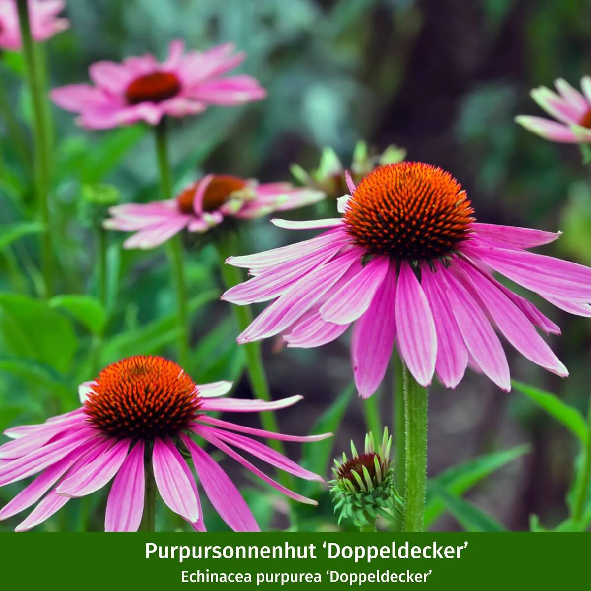 Staudenbeet "Wilde Nektar-Oase" - Image 5