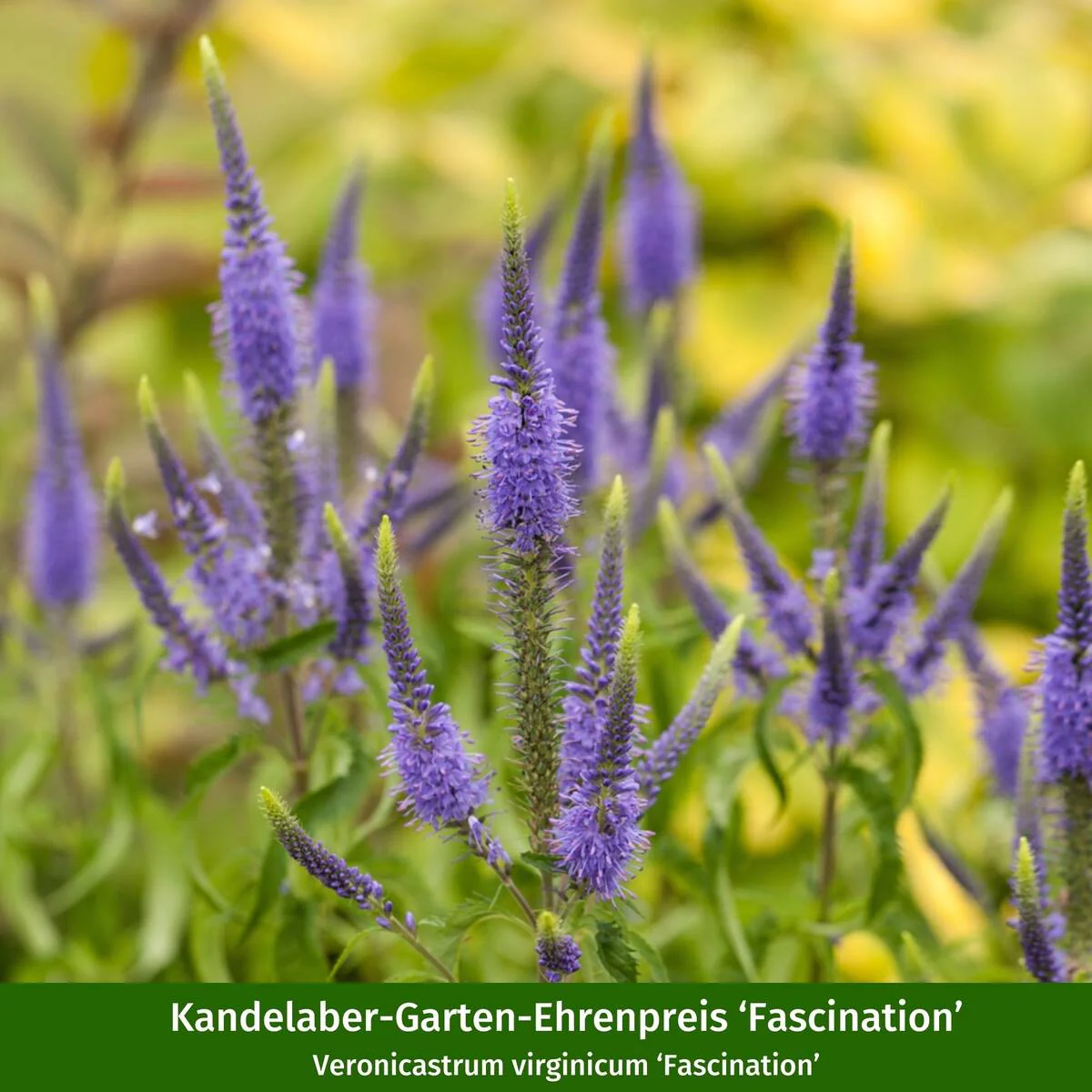 Staudenbeet "Wilde Nektar-Oase" - Image 6